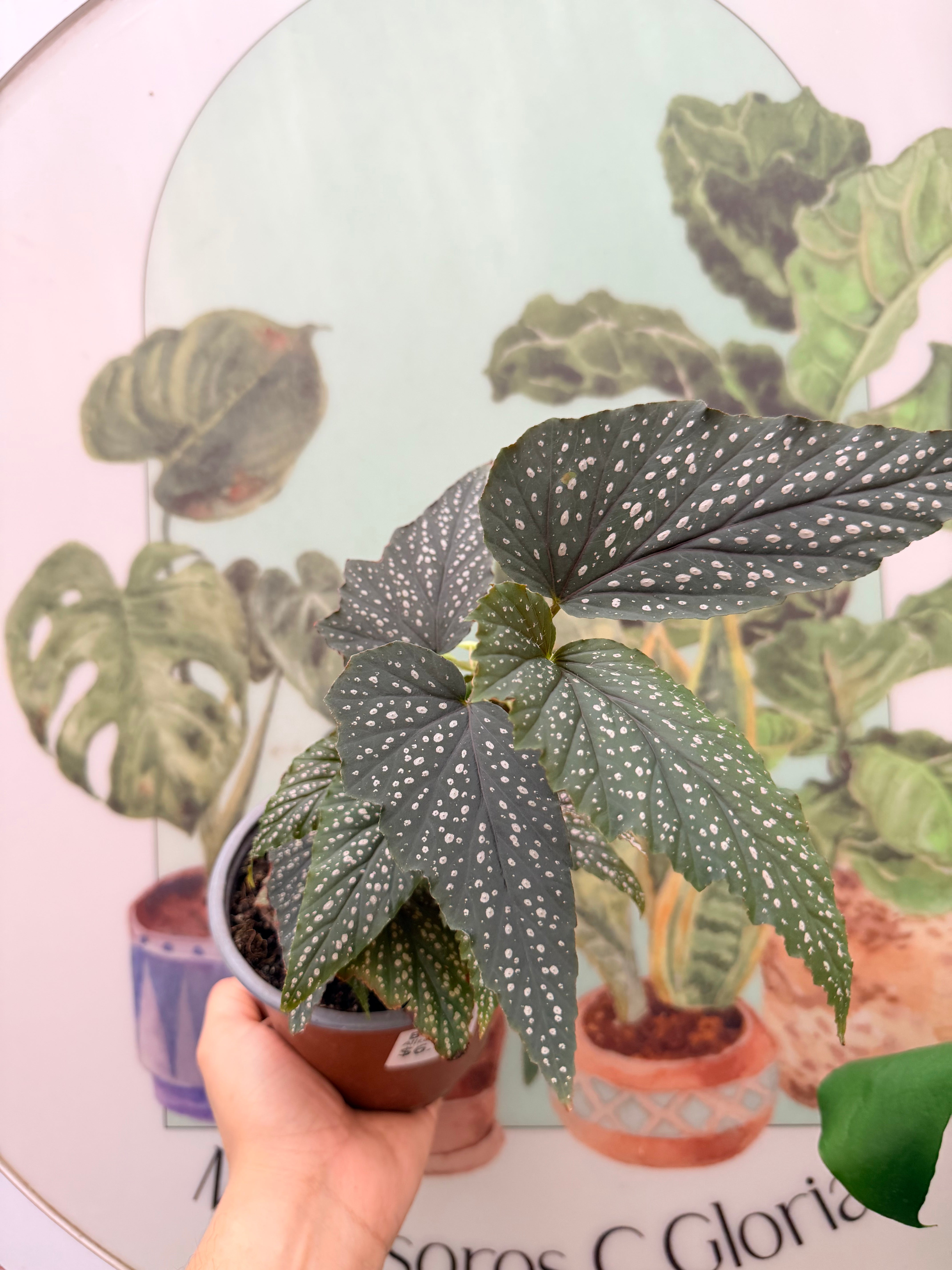 Vivero Mis Tesoros C Gloria