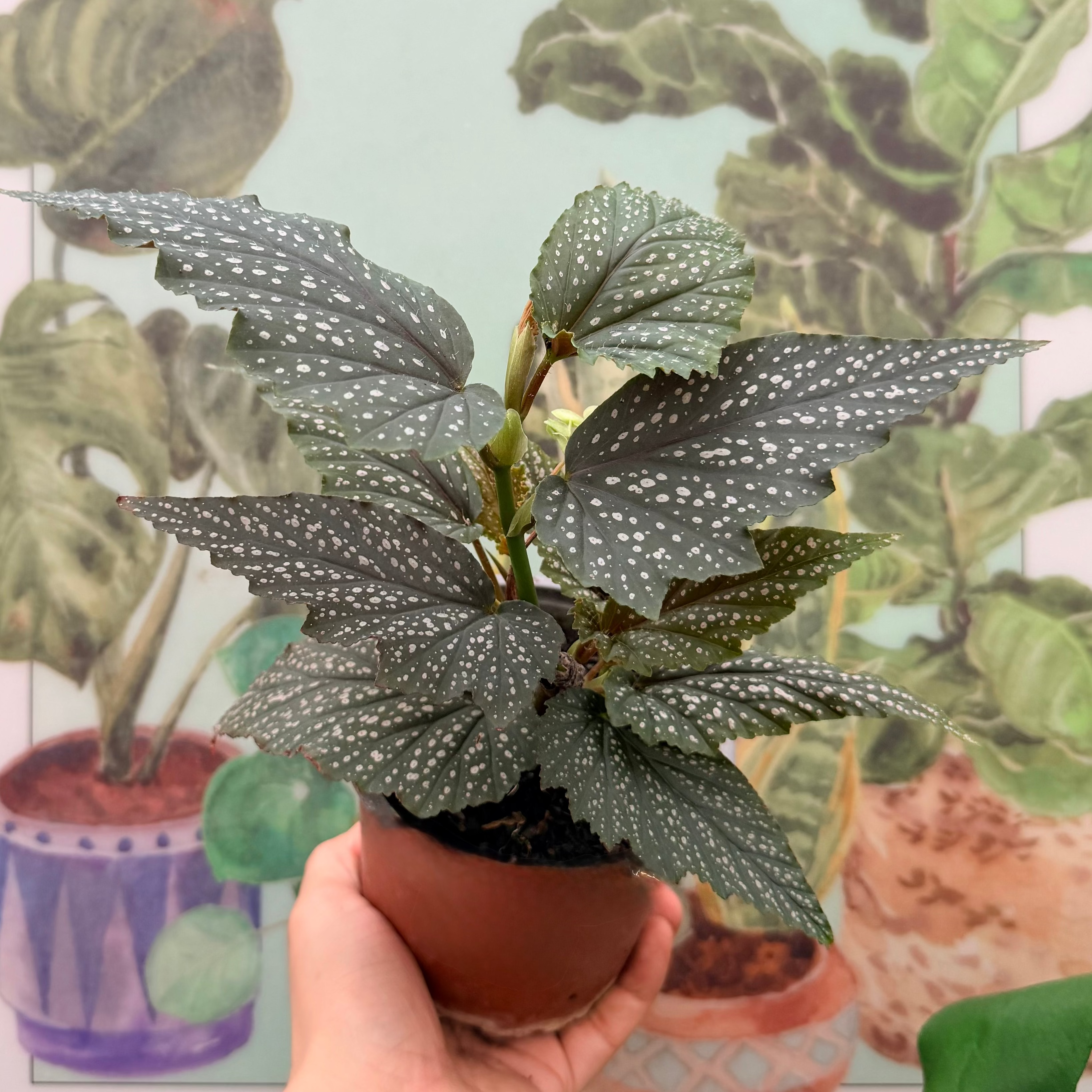 Vivero Mis Tesoros C Gloria