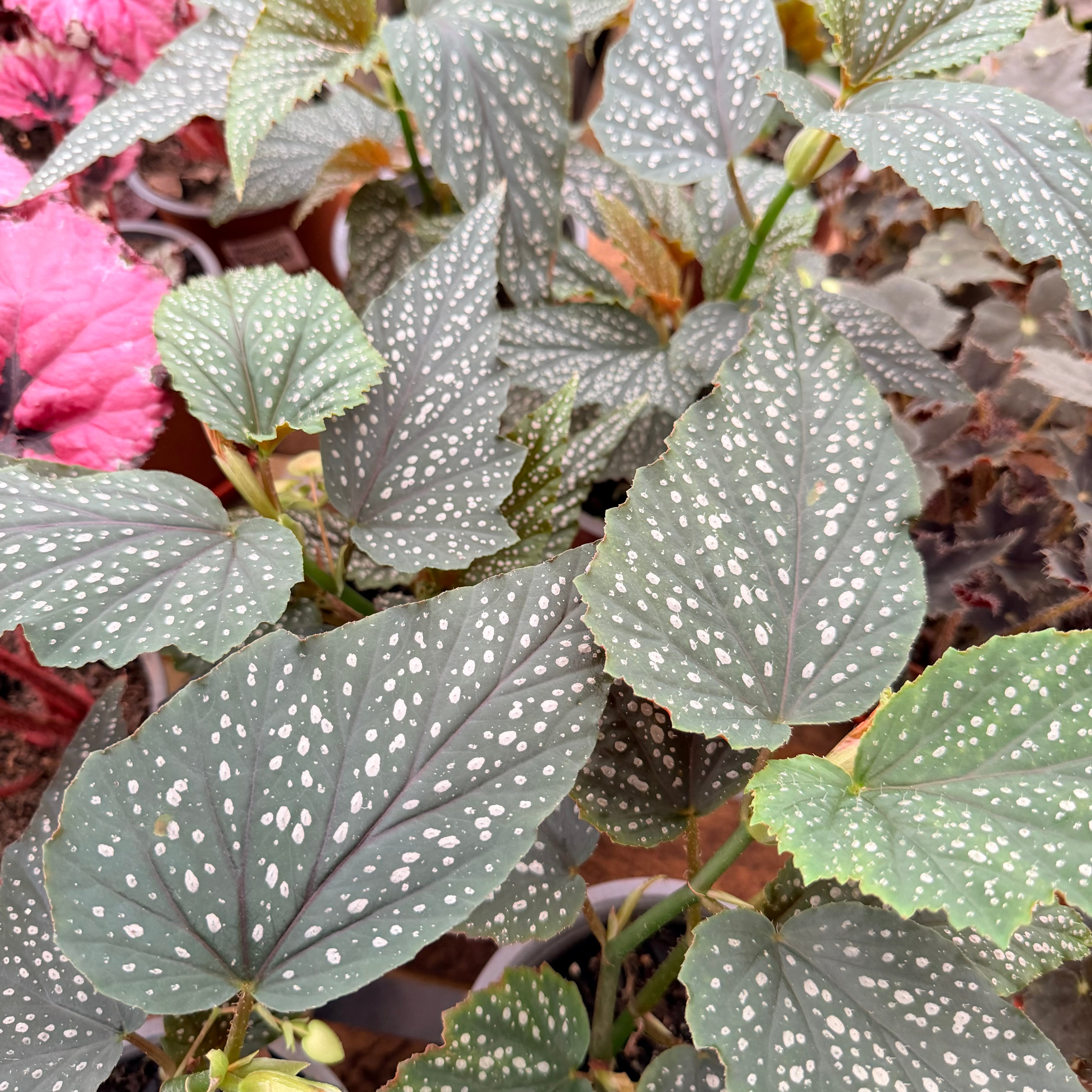 Vivero Mis Tesoros C Gloria