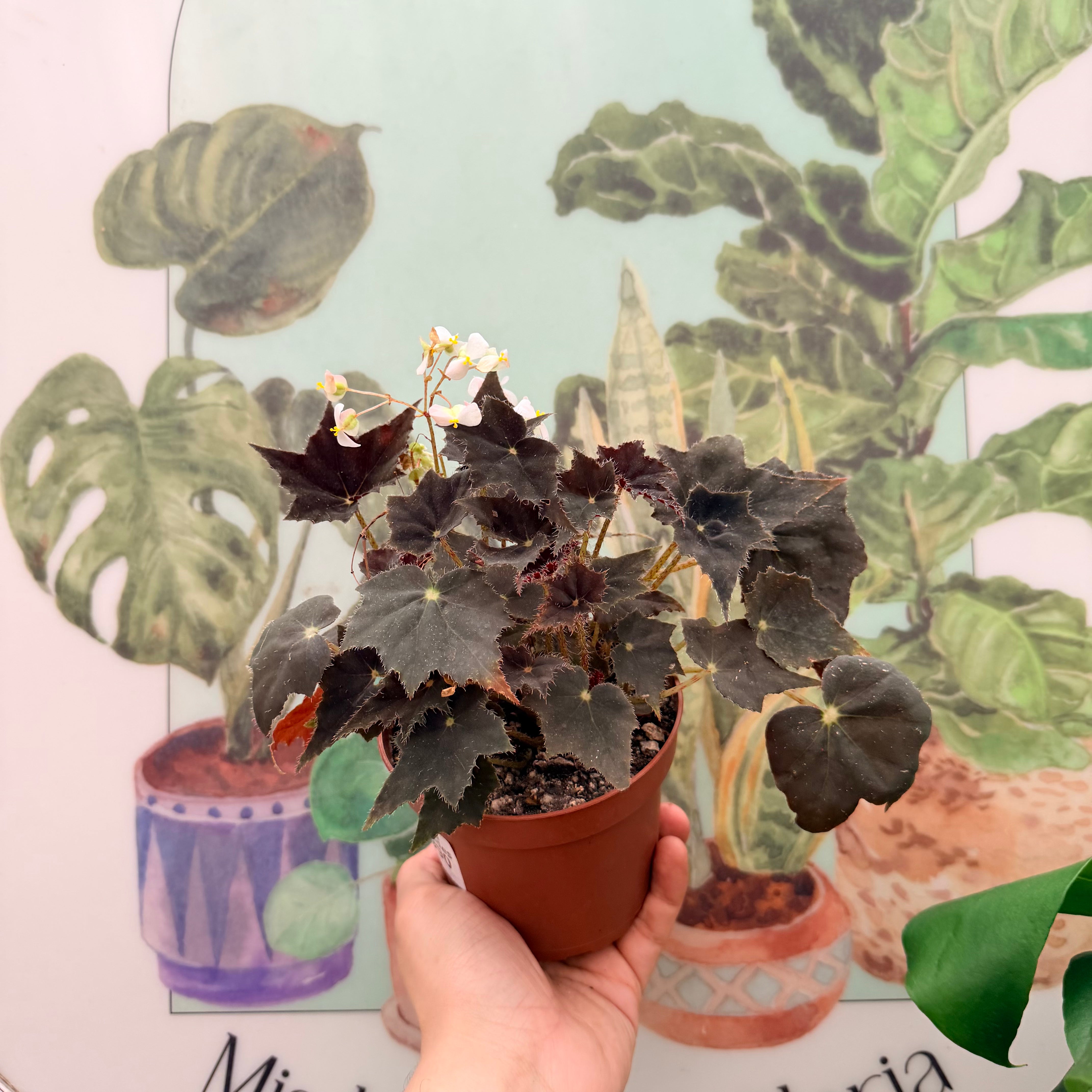 Begonia Heracleifolia Black