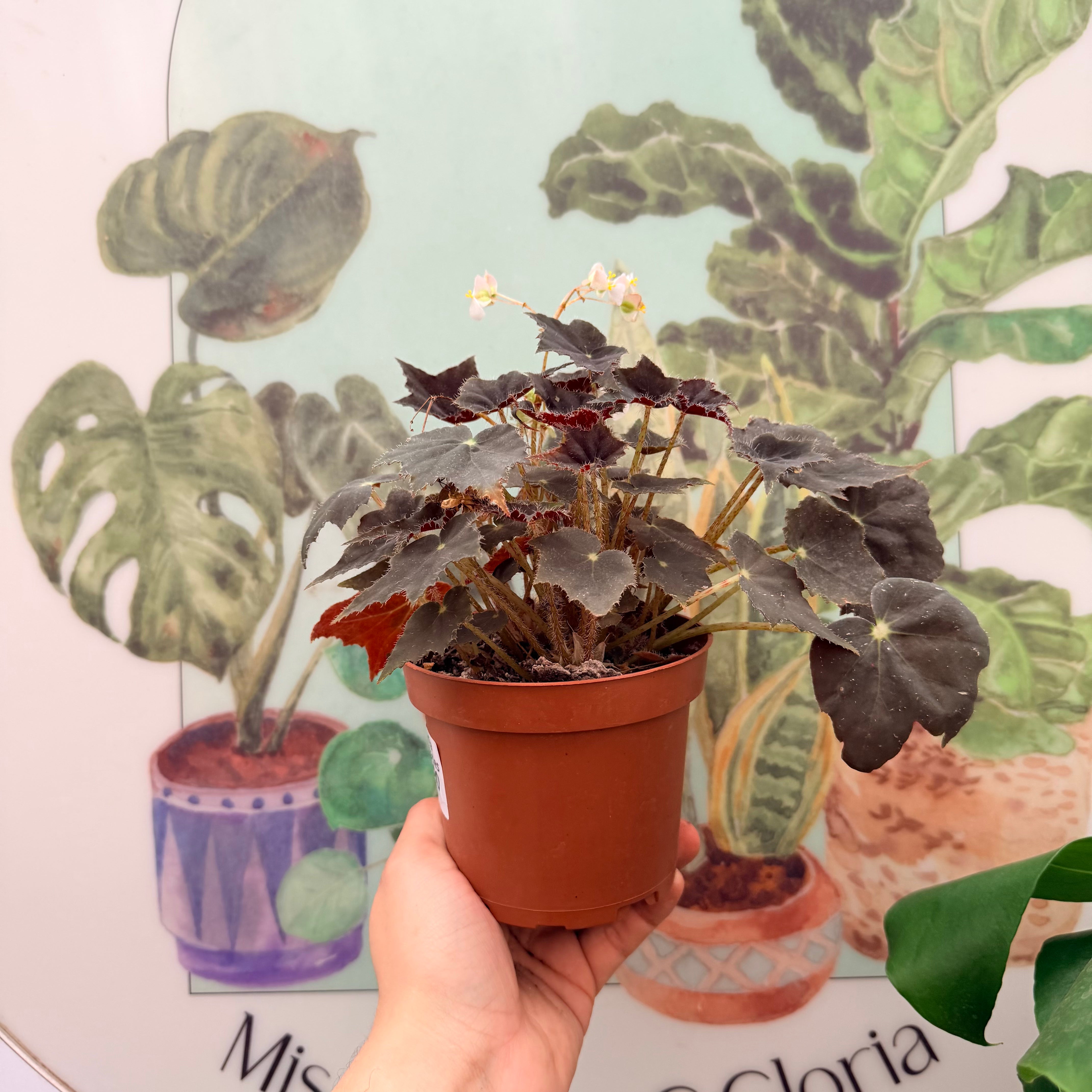 Vivero Mis Tesoros C Gloria