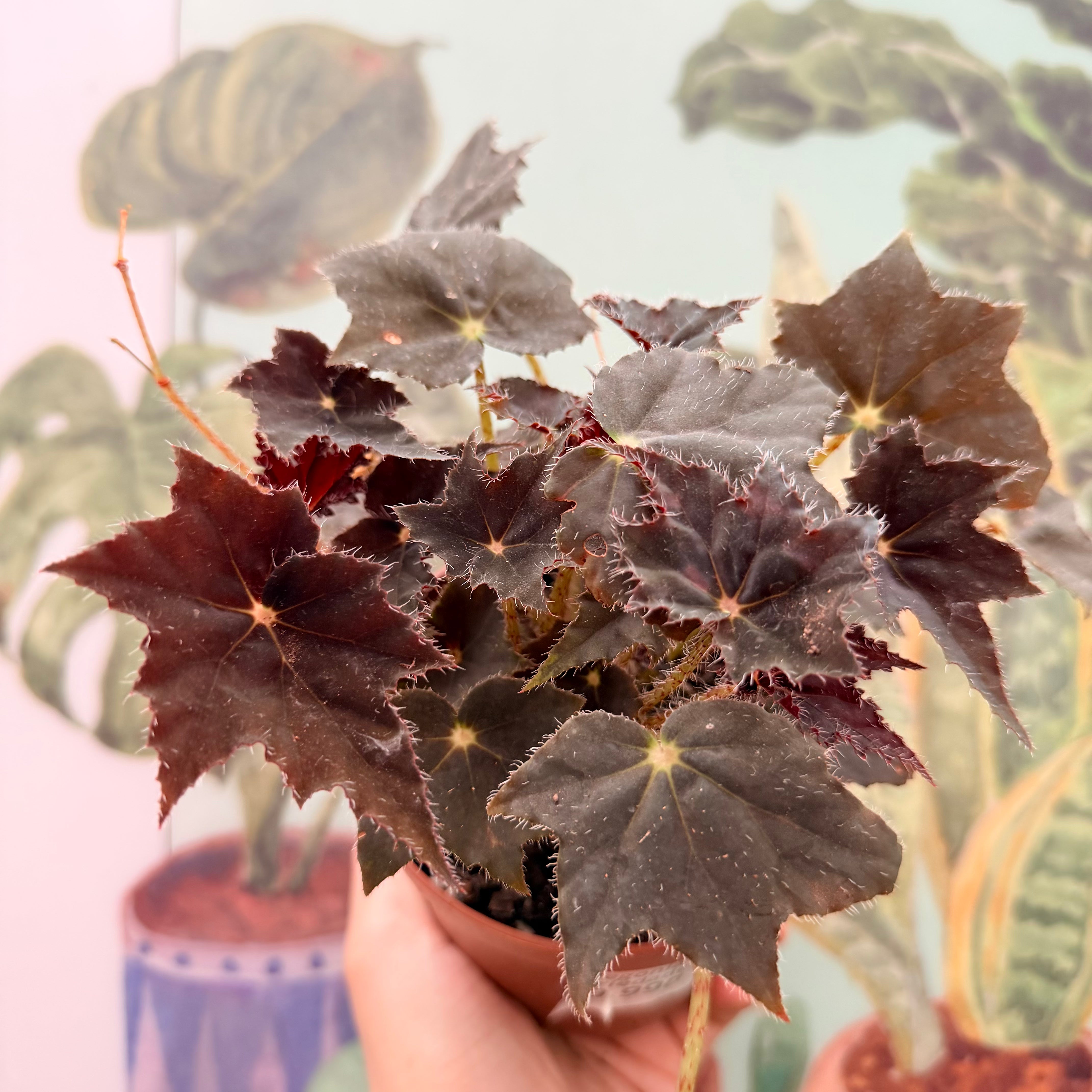 Vivero Mis Tesoros C Gloria