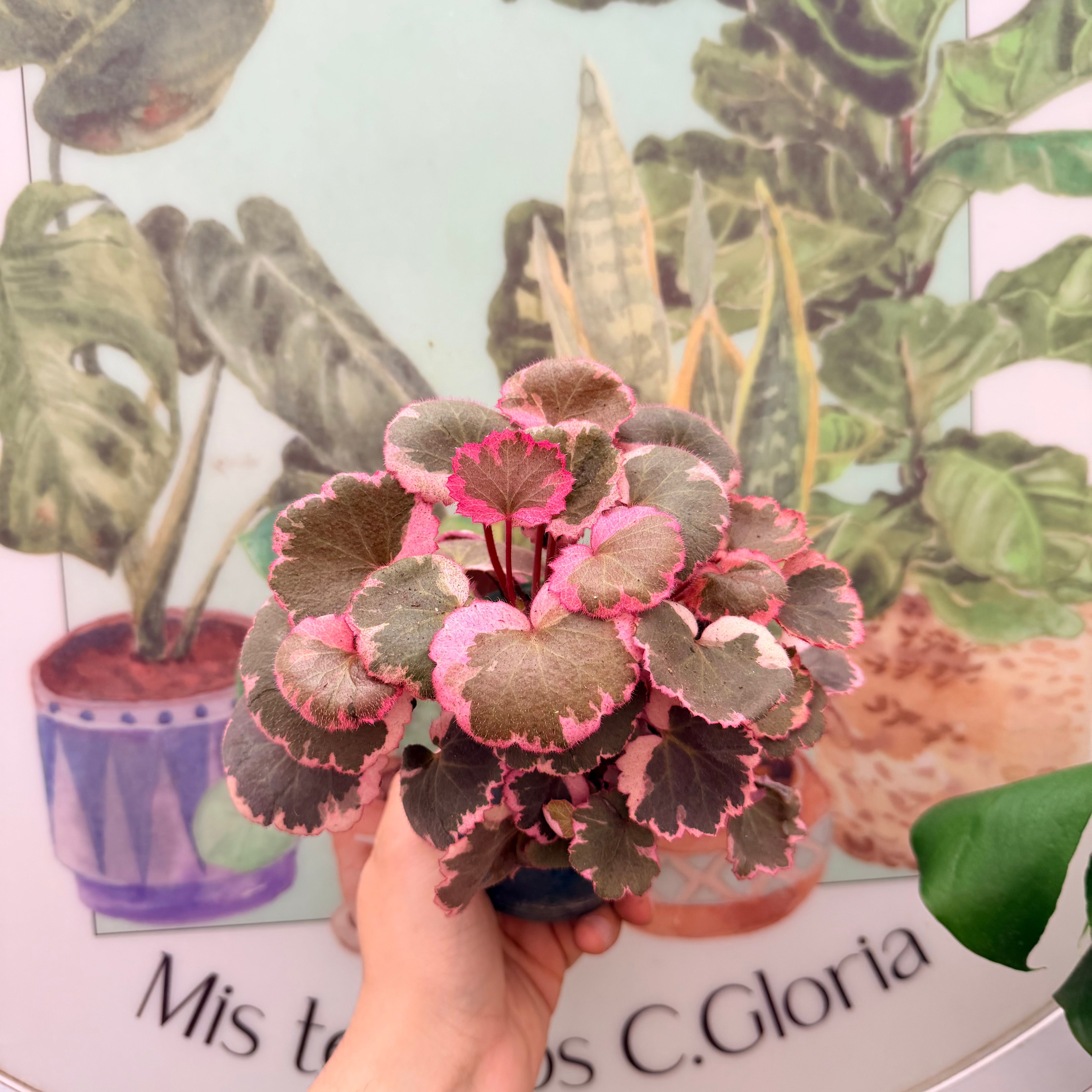 Vivero Mis Tesoros C Gloria