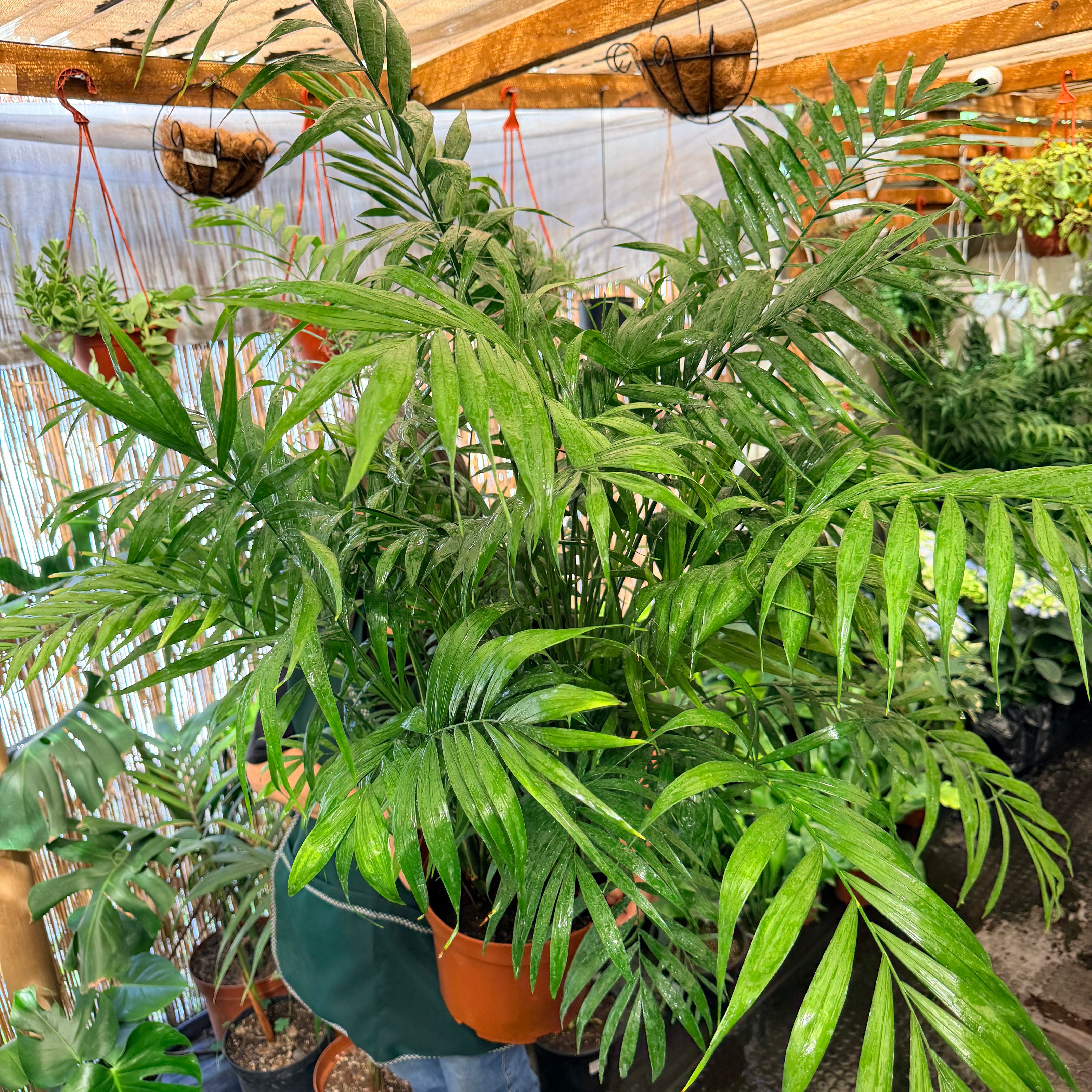 Chamadorea Elegans XLL