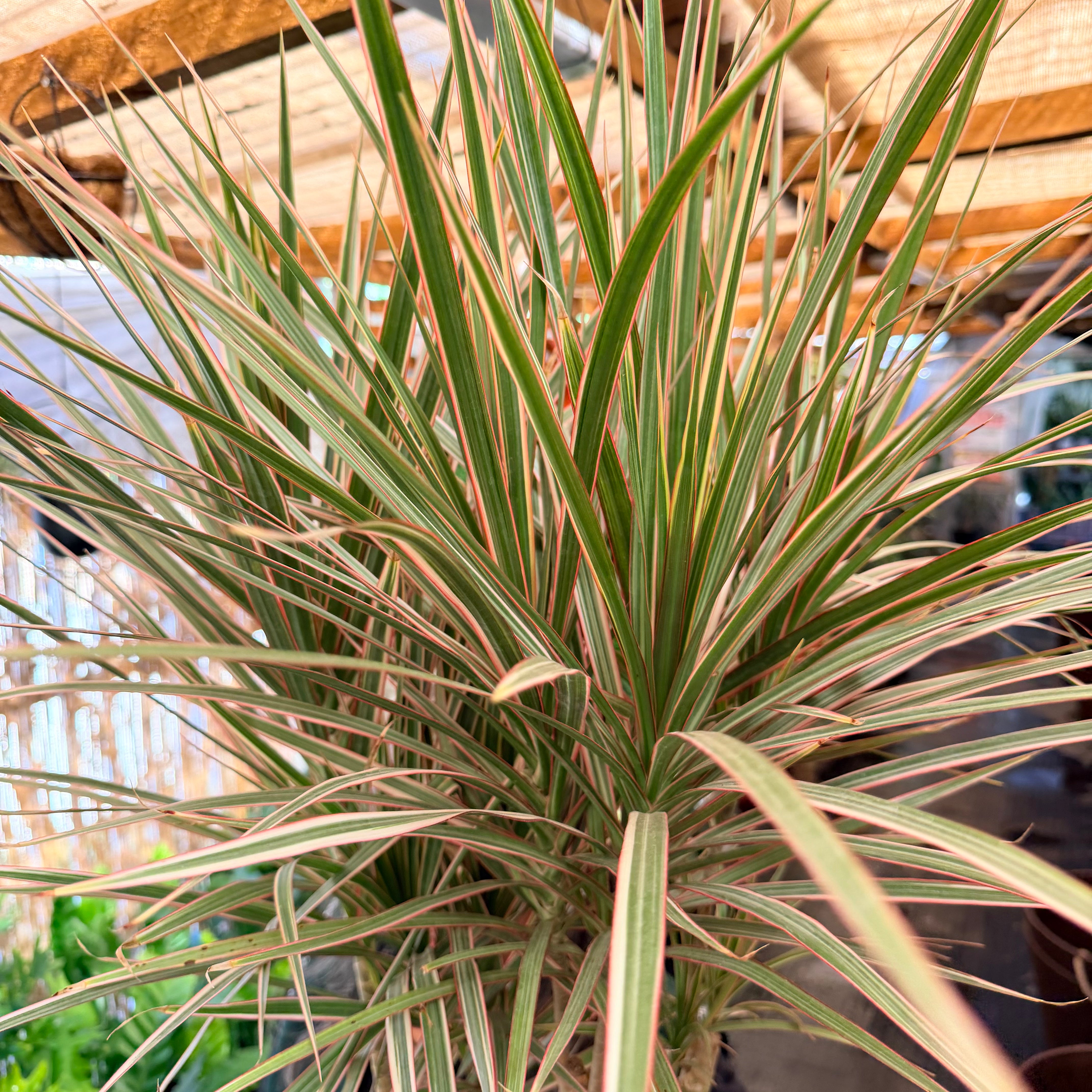 Drcena Marginata Tricolor Ramificada XLL