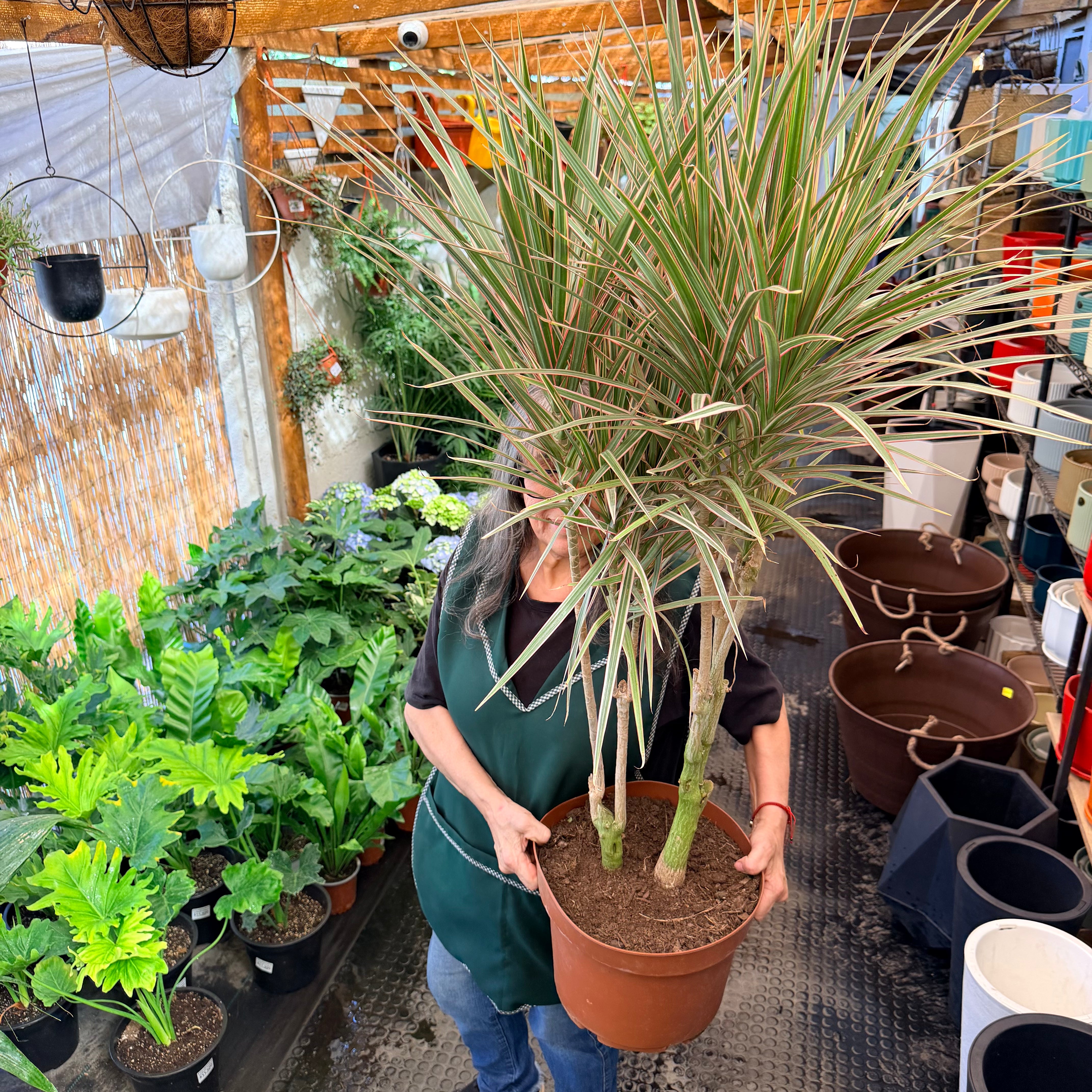 Vivero Mis Tesoros C Gloria