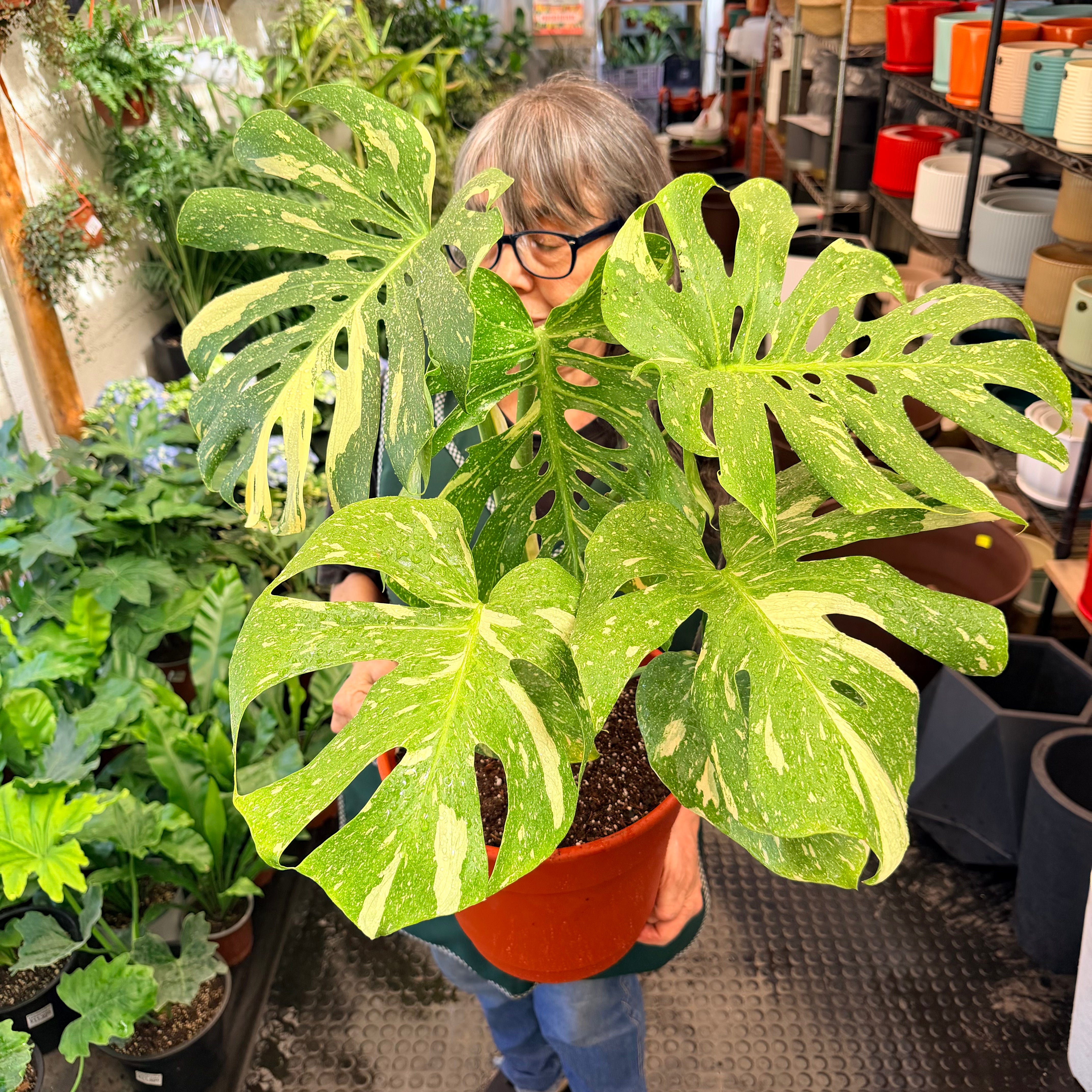 Vivero Mis Tesoros C Gloria