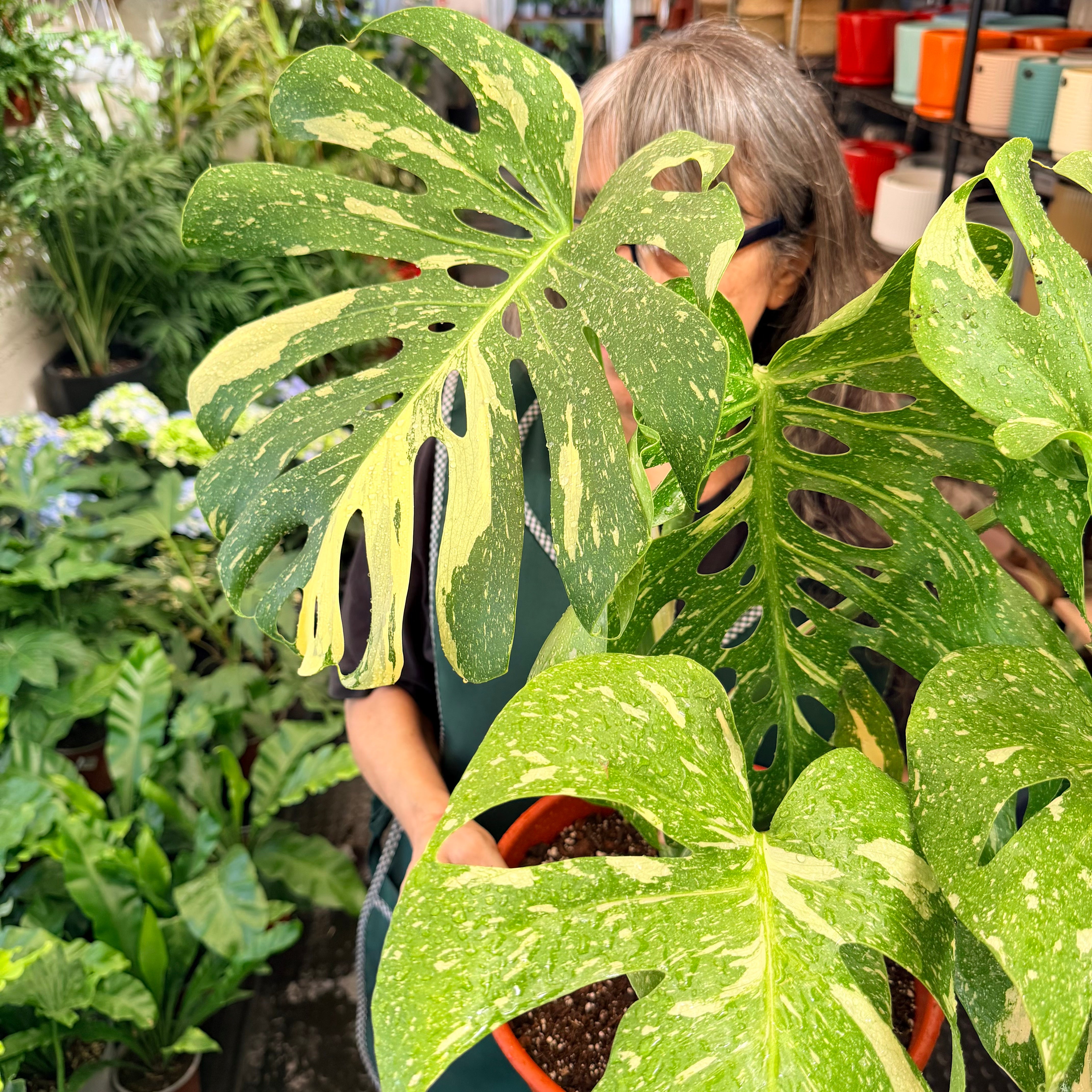 Monstera Thai Constellation XLL