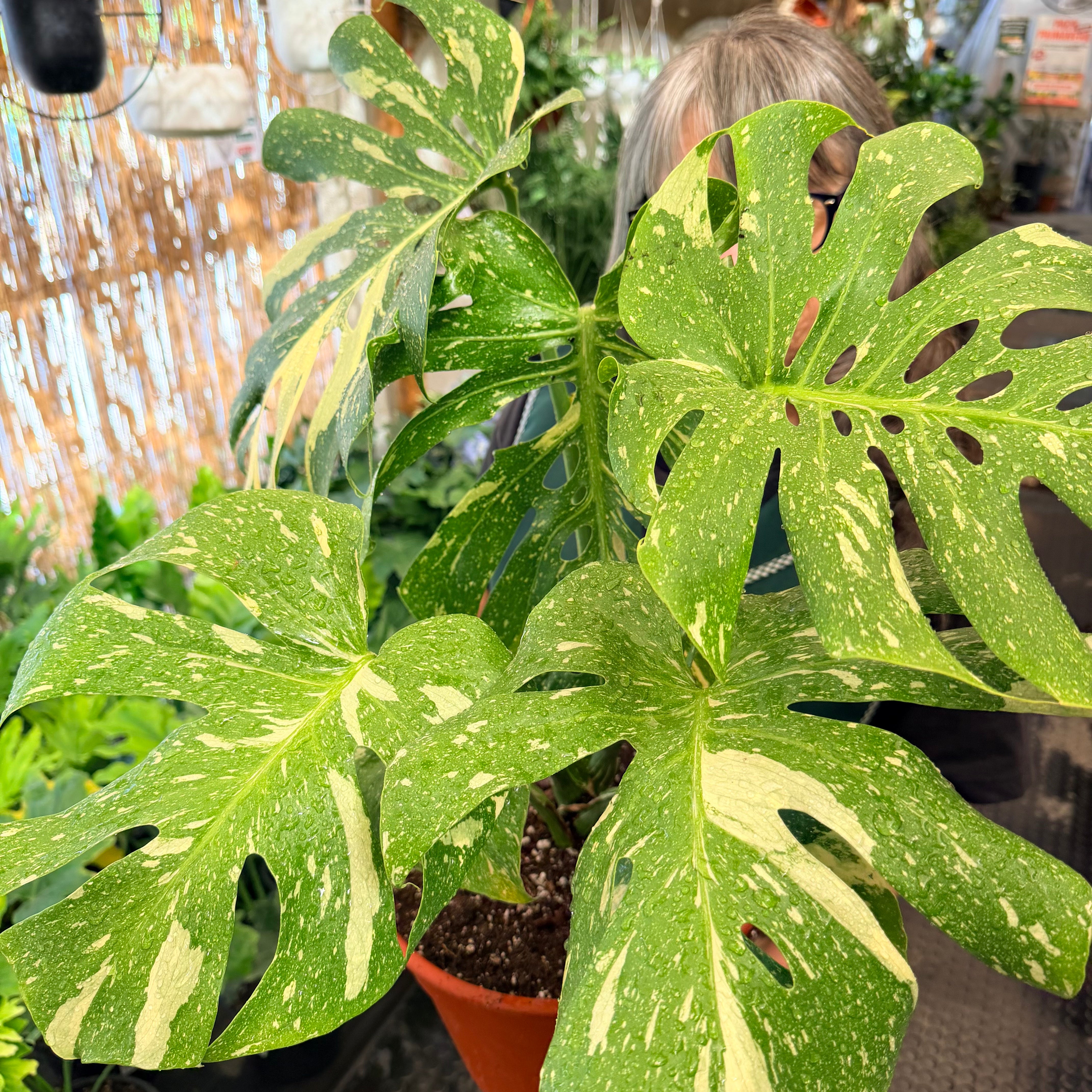 Vivero Mis Tesoros C Gloria