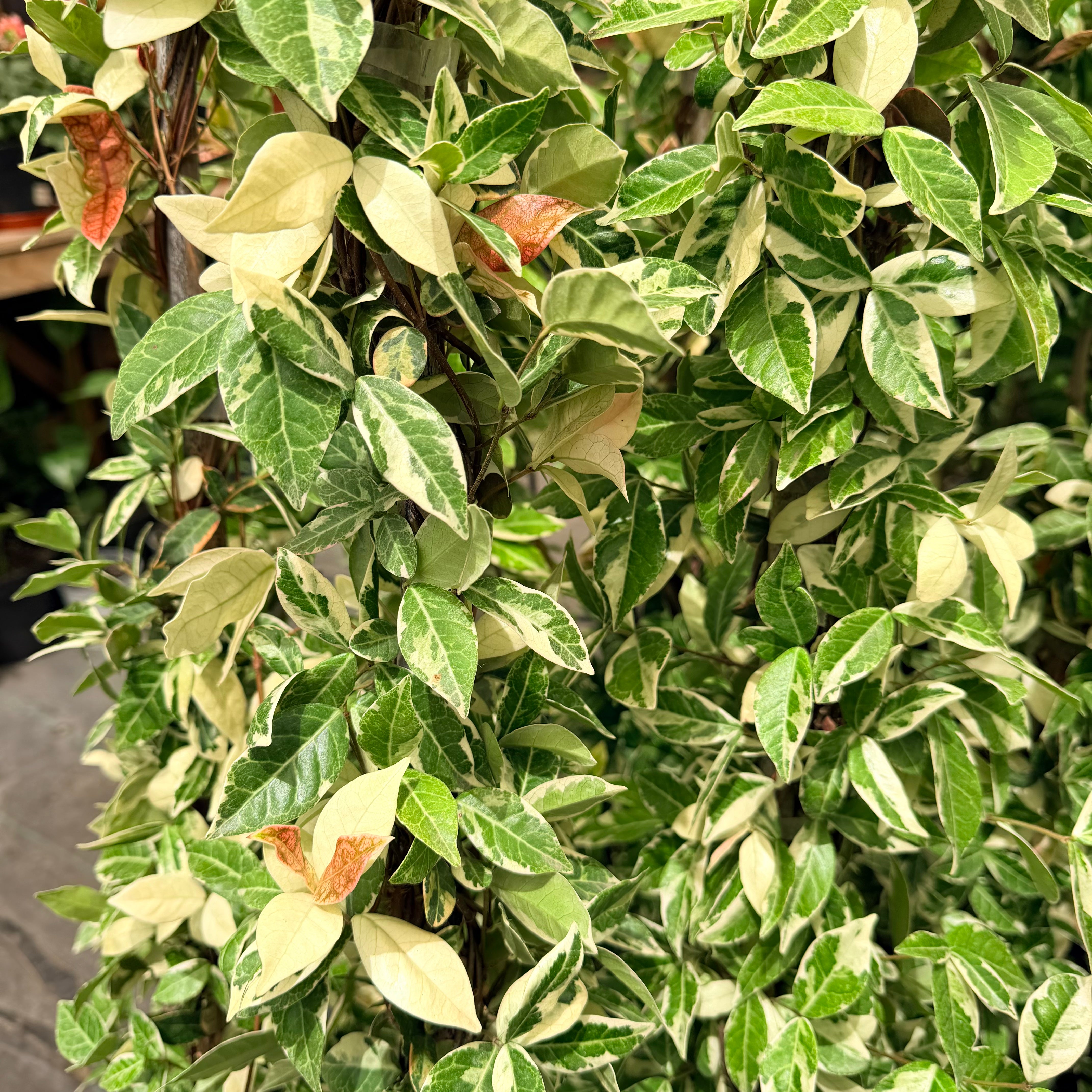 Jazmin Hélice Variegado Pink