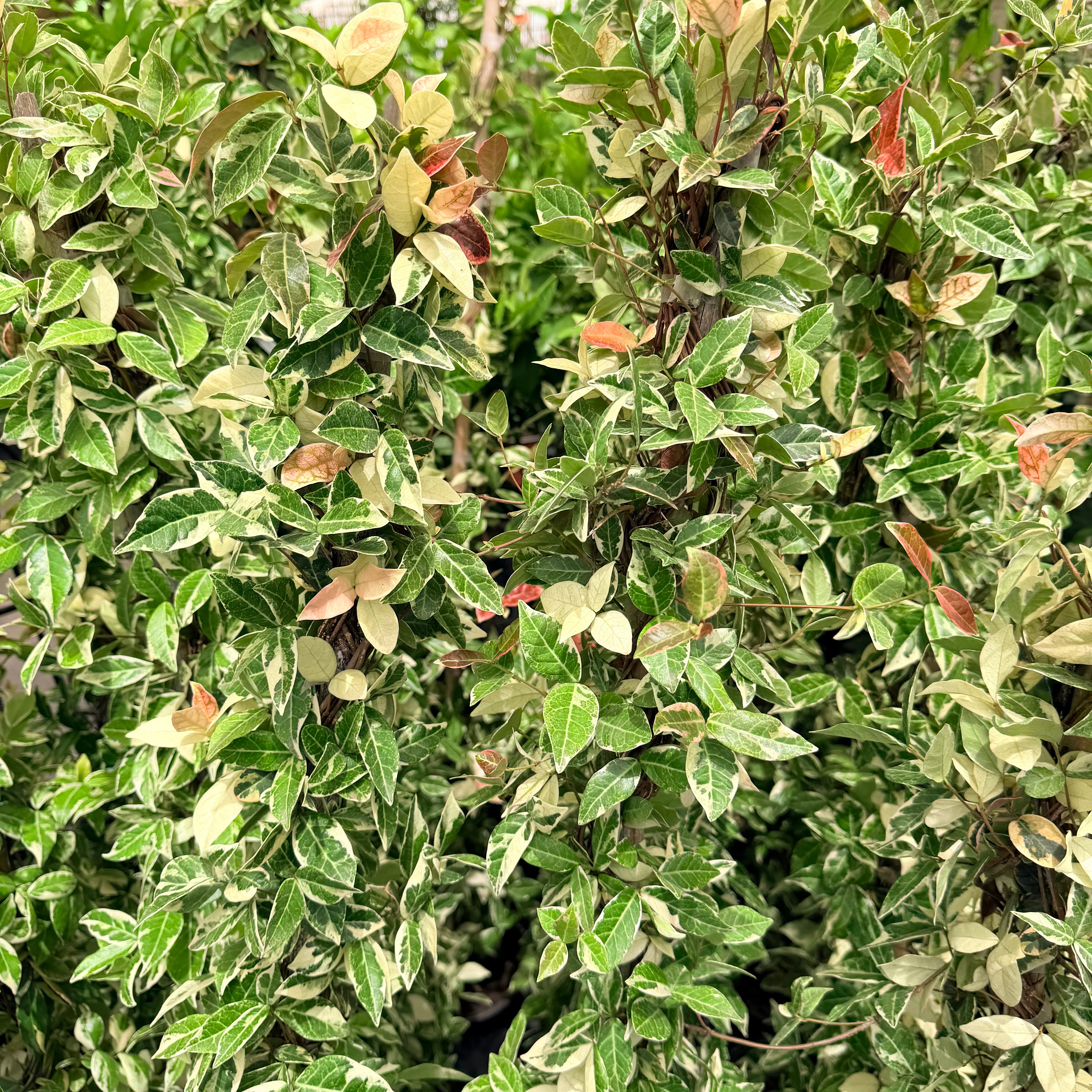 Vivero Mis Tesoros C Gloria