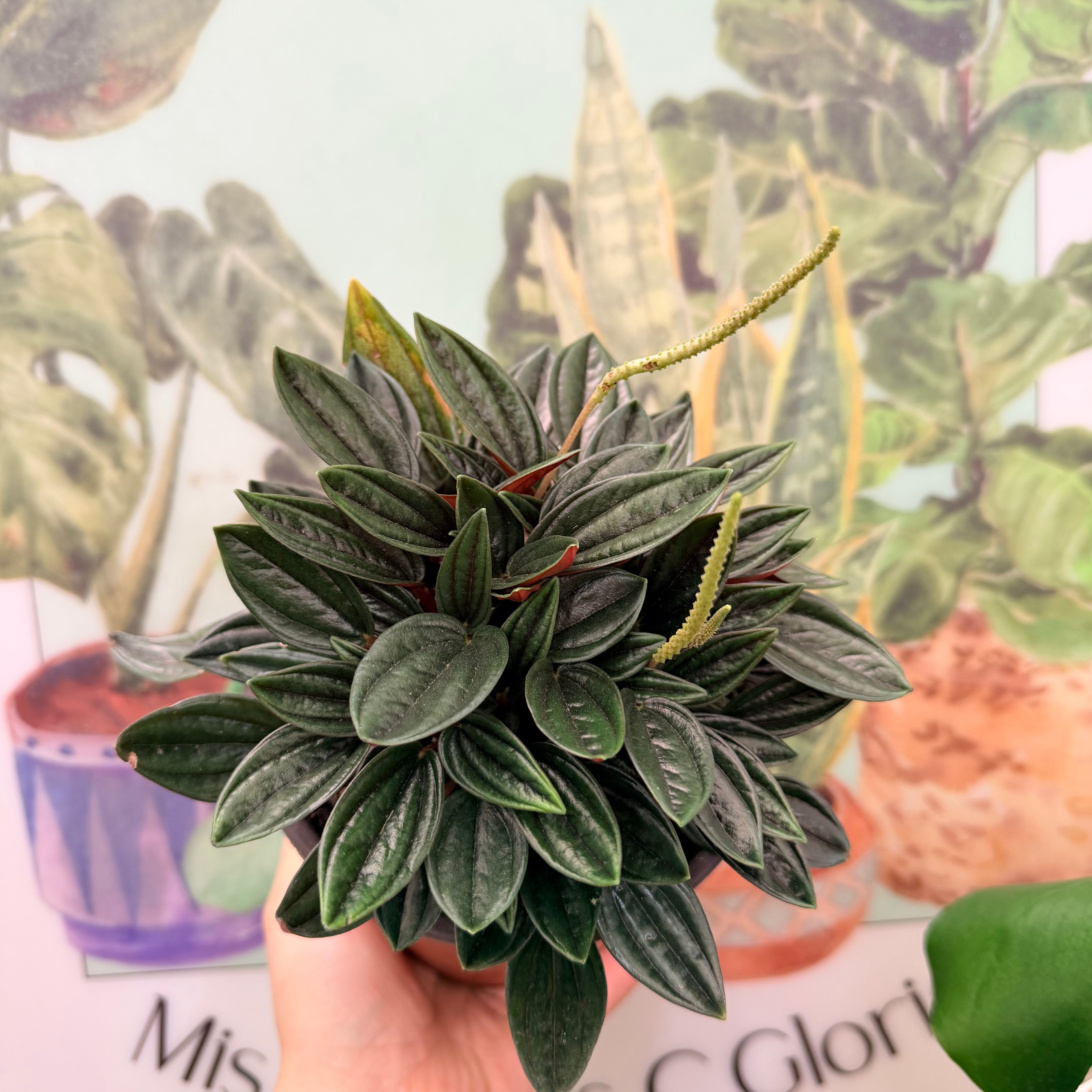 Vivero Mis Tesoros C Gloria