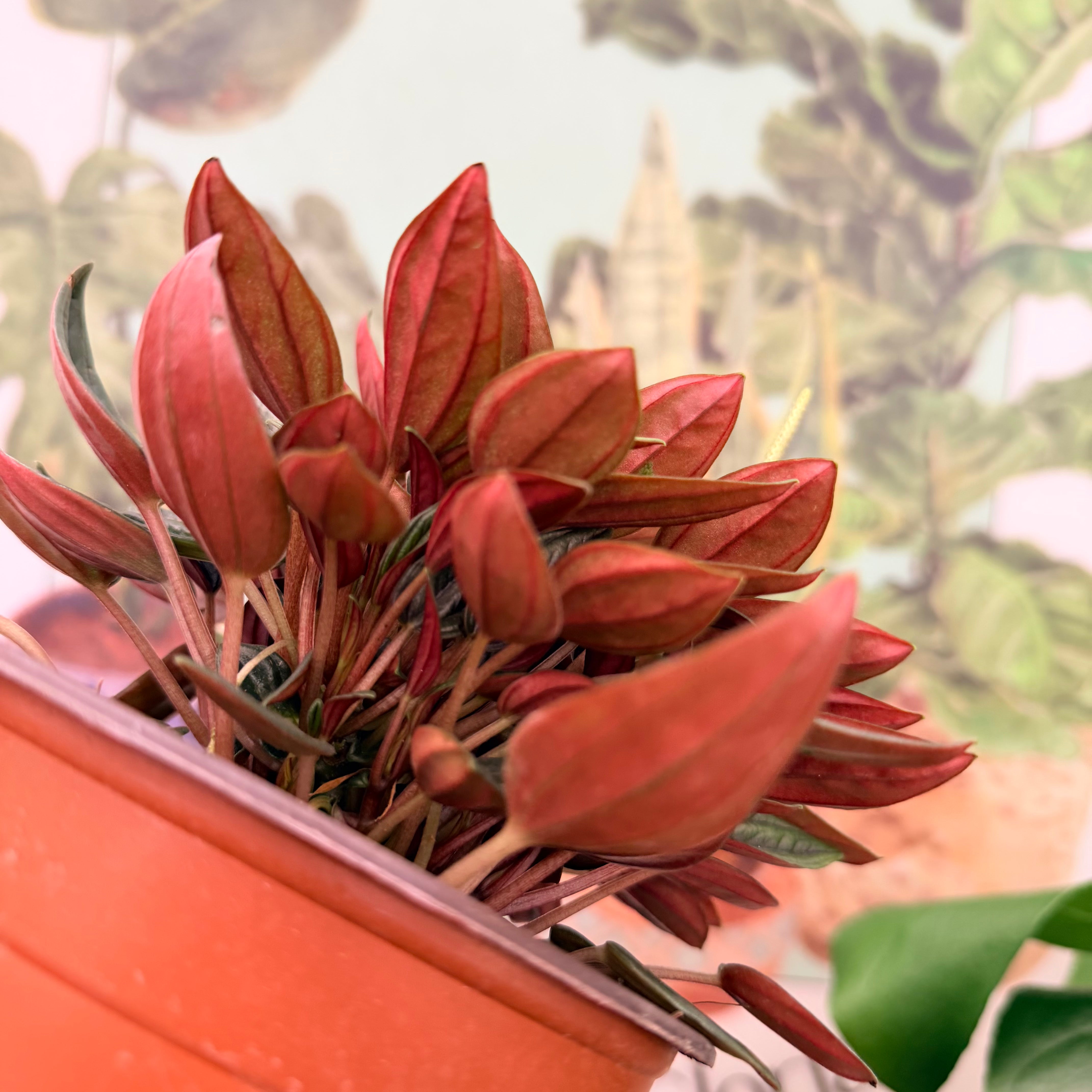 Vivero Mis Tesoros C Gloria