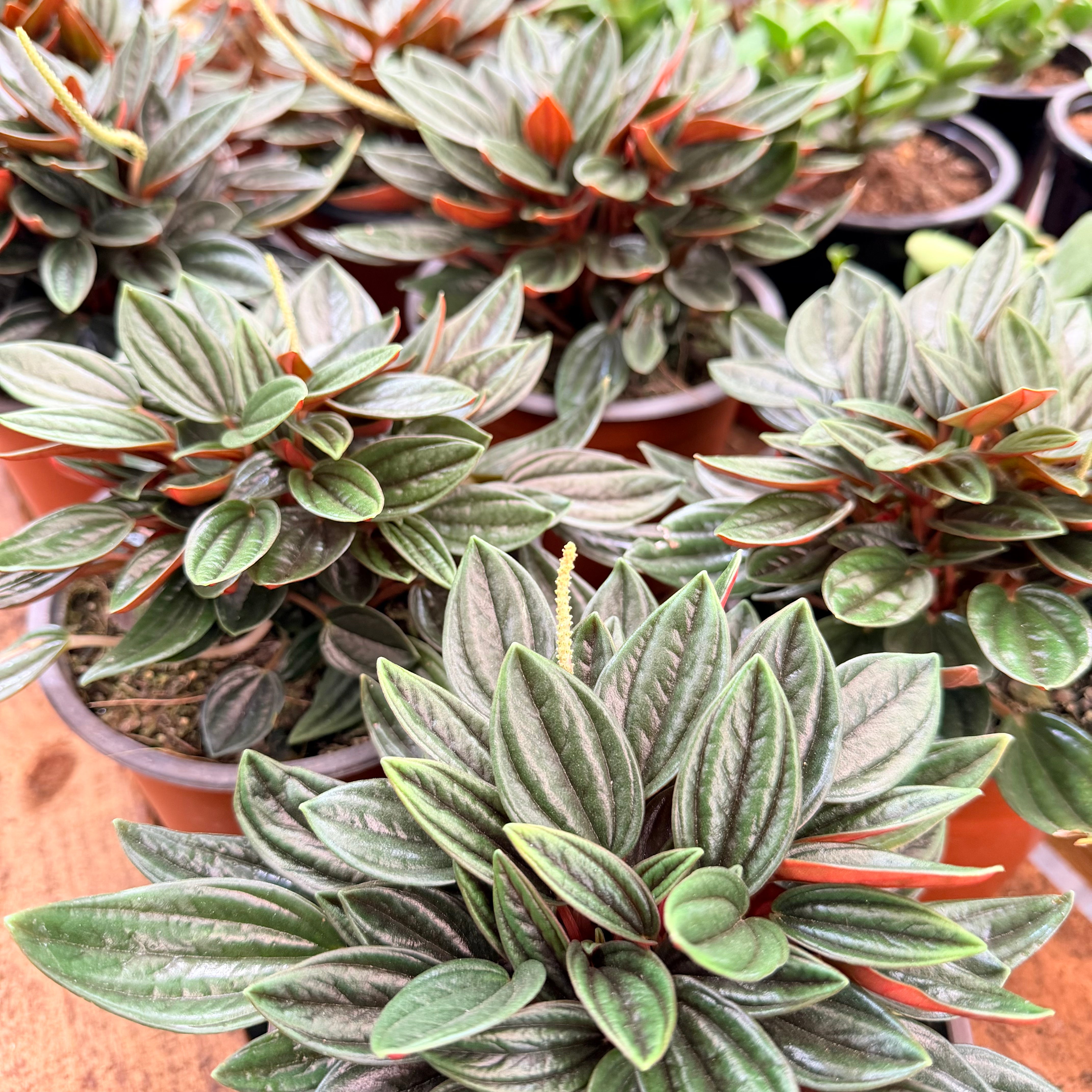 Vivero Mis Tesoros C Gloria