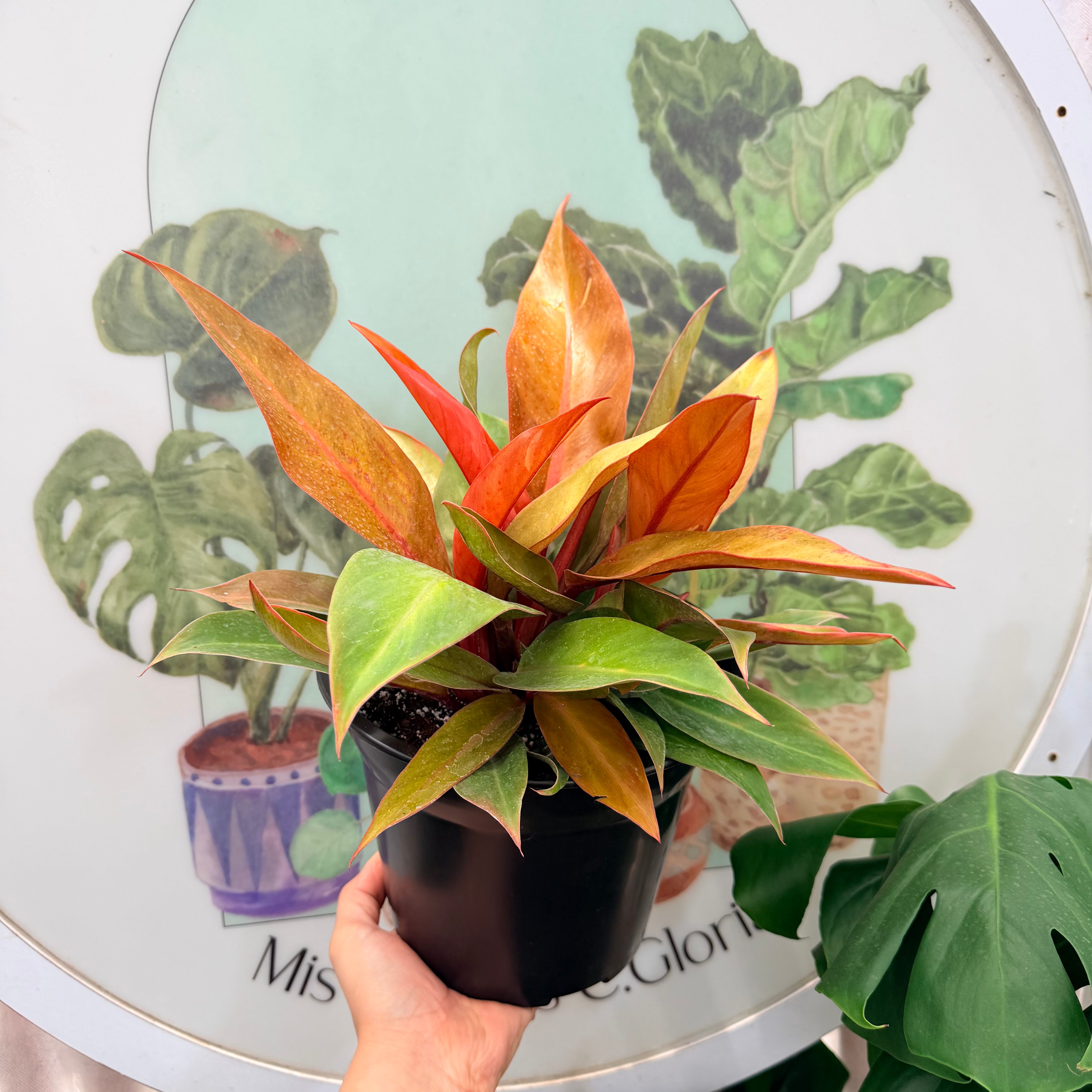 Vivero Mis Tesoros C Gloria