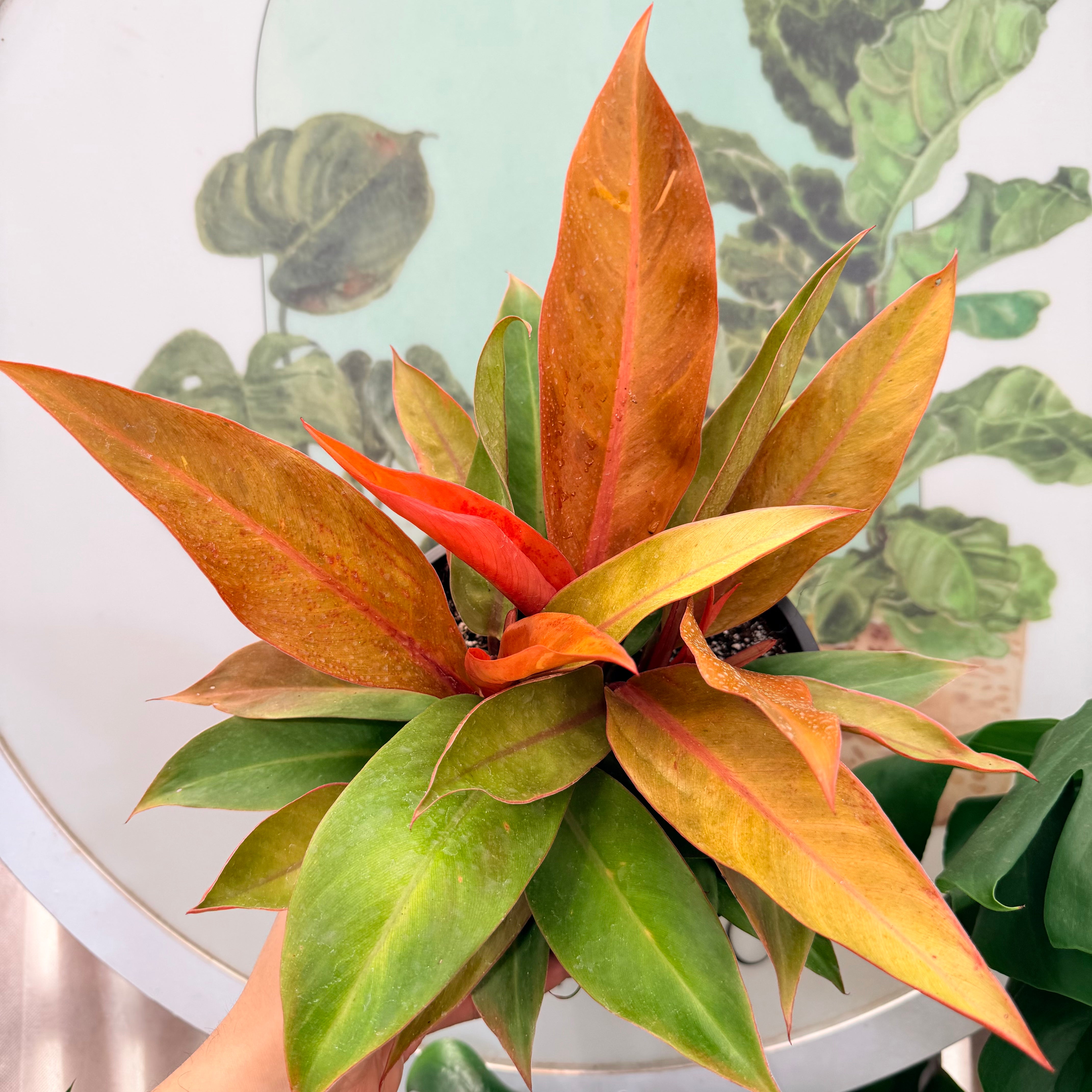 Vivero Mis Tesoros C Gloria