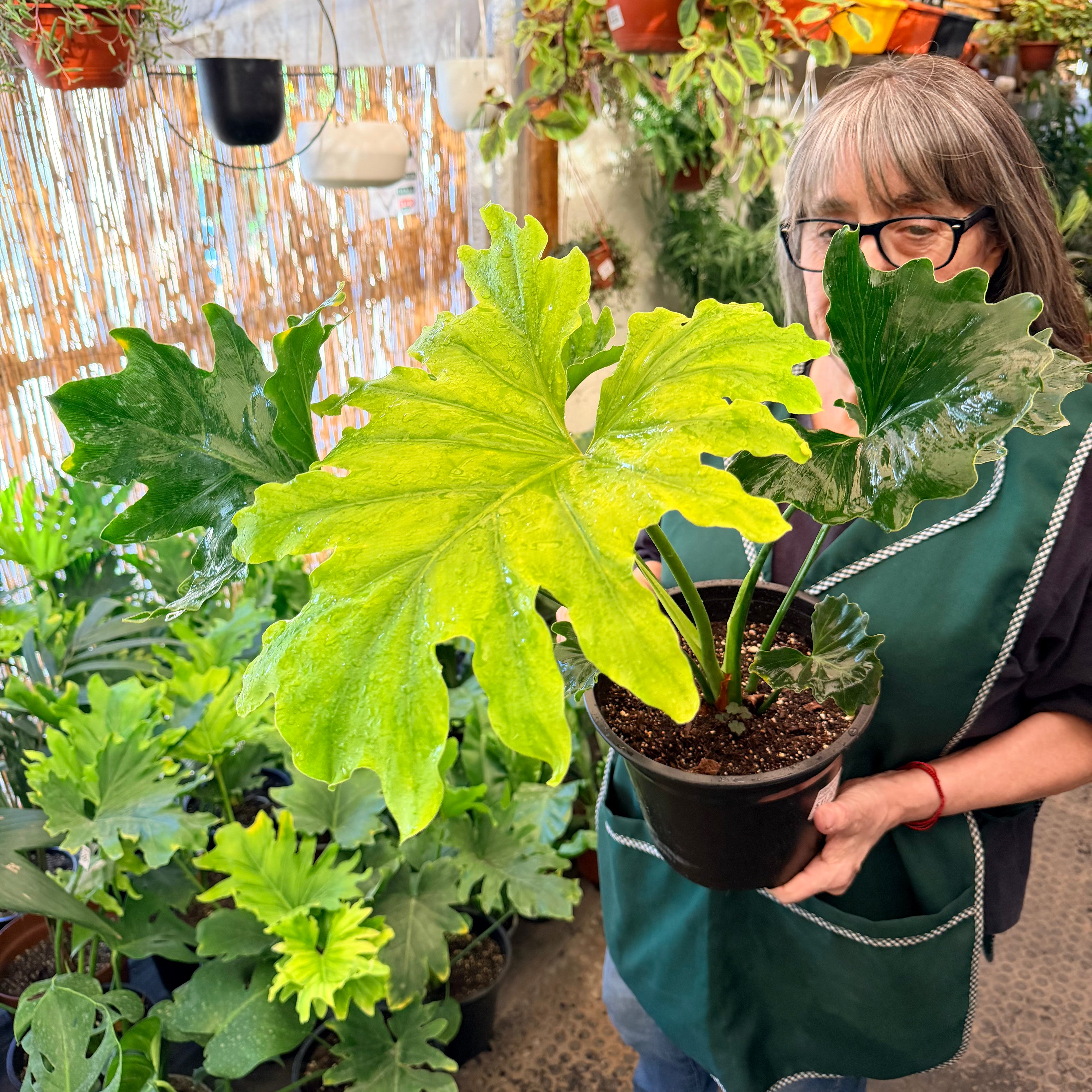 Vivero Mis Tesoros C Gloria