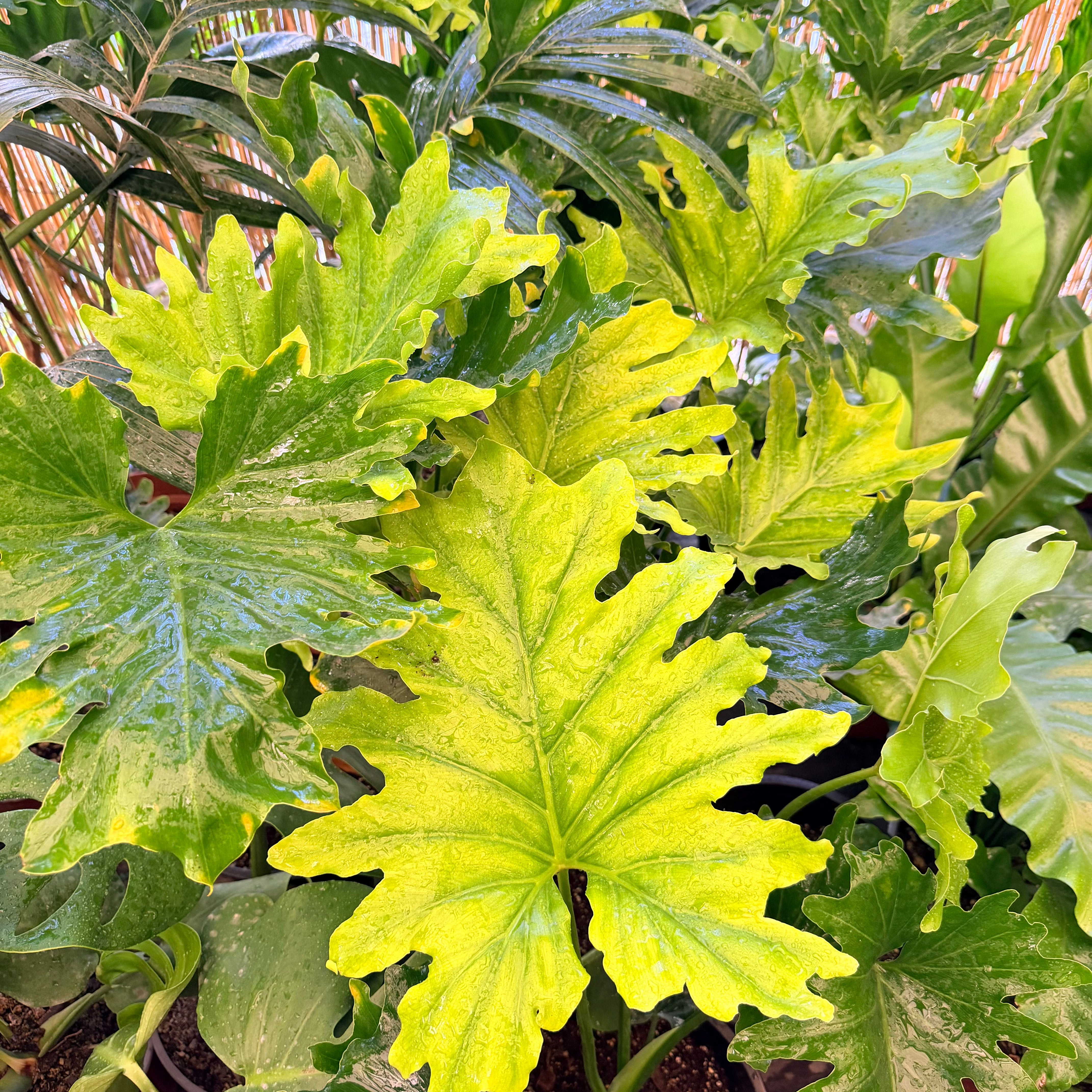 Filodendro Selluom Hope/Paraguayo