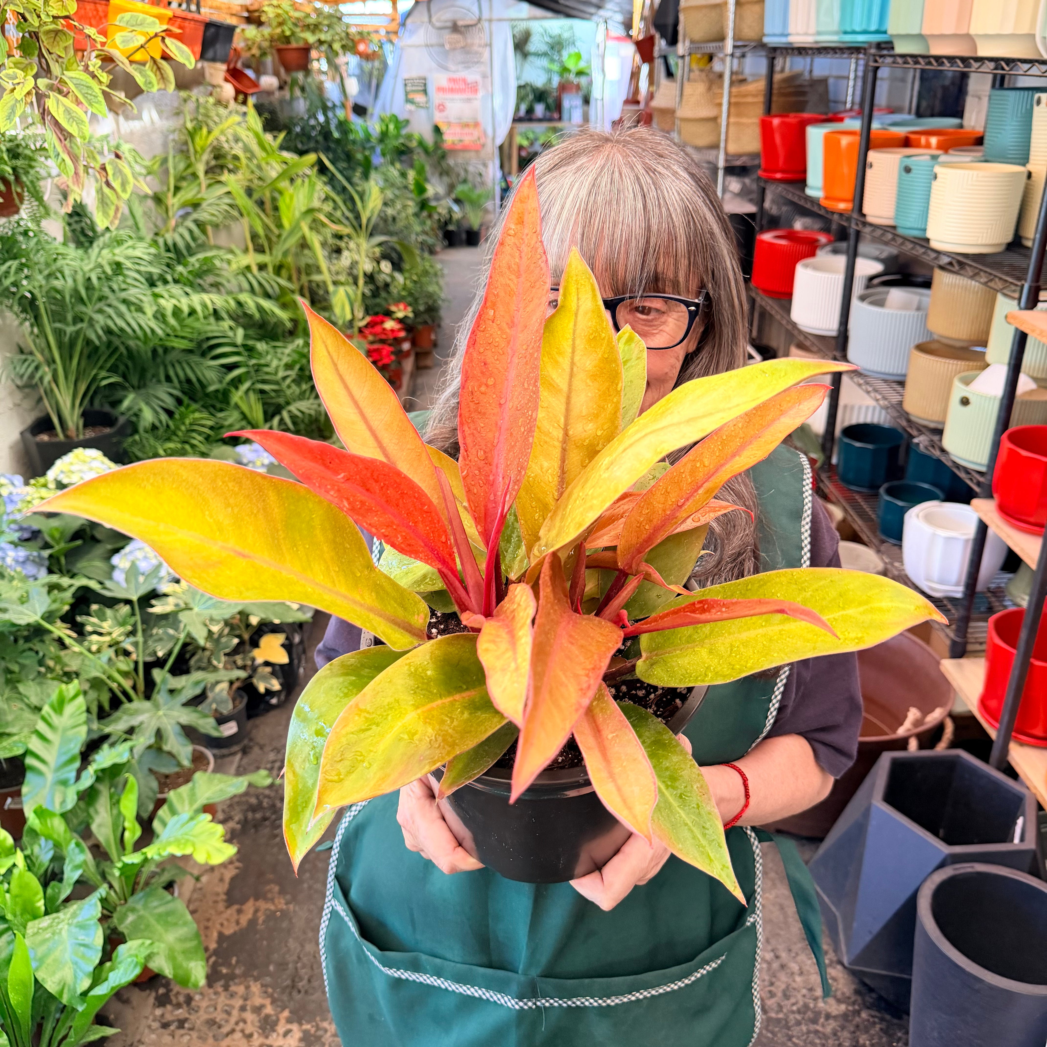 Vivero Mis Tesoros C Gloria