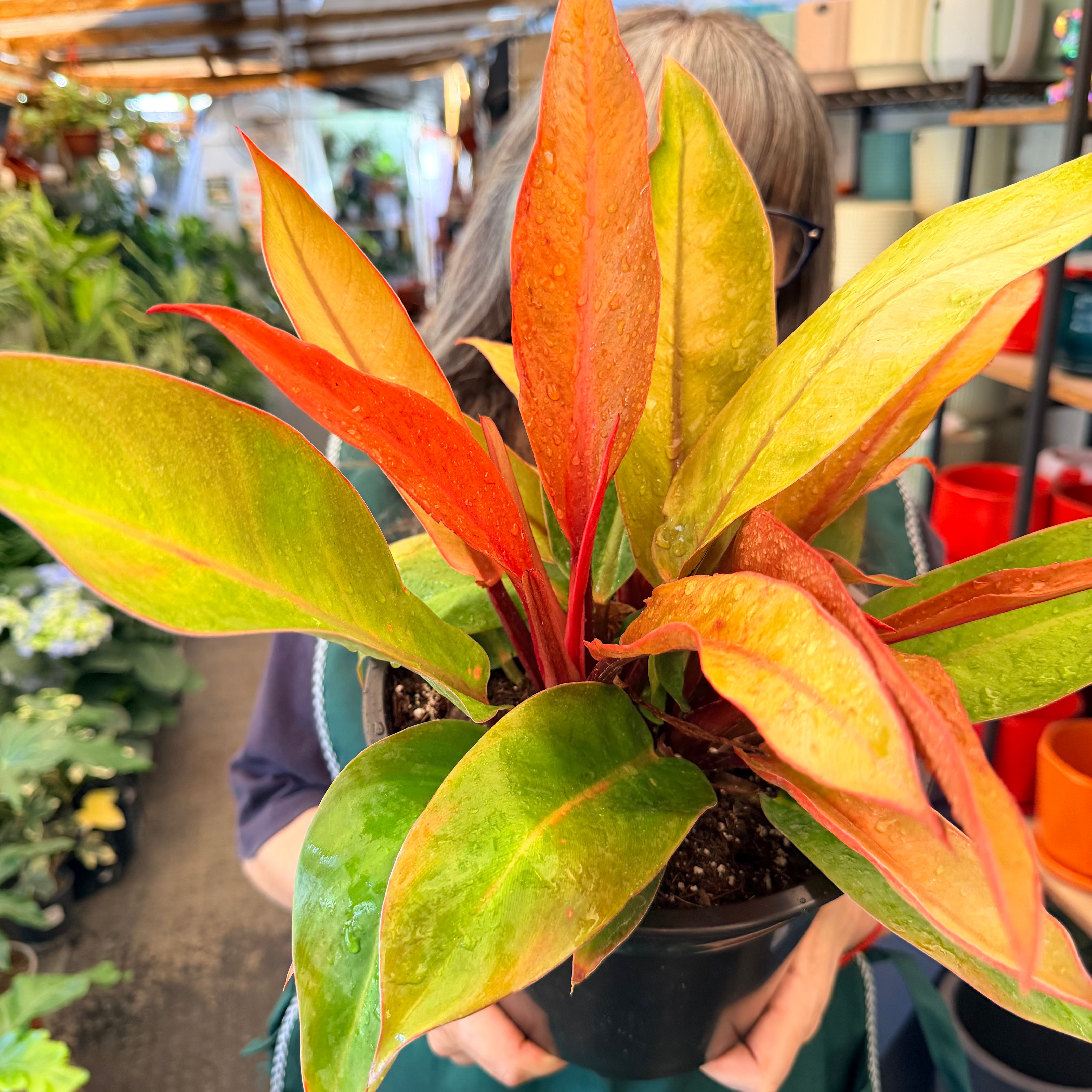 Filodendro Orange XLL