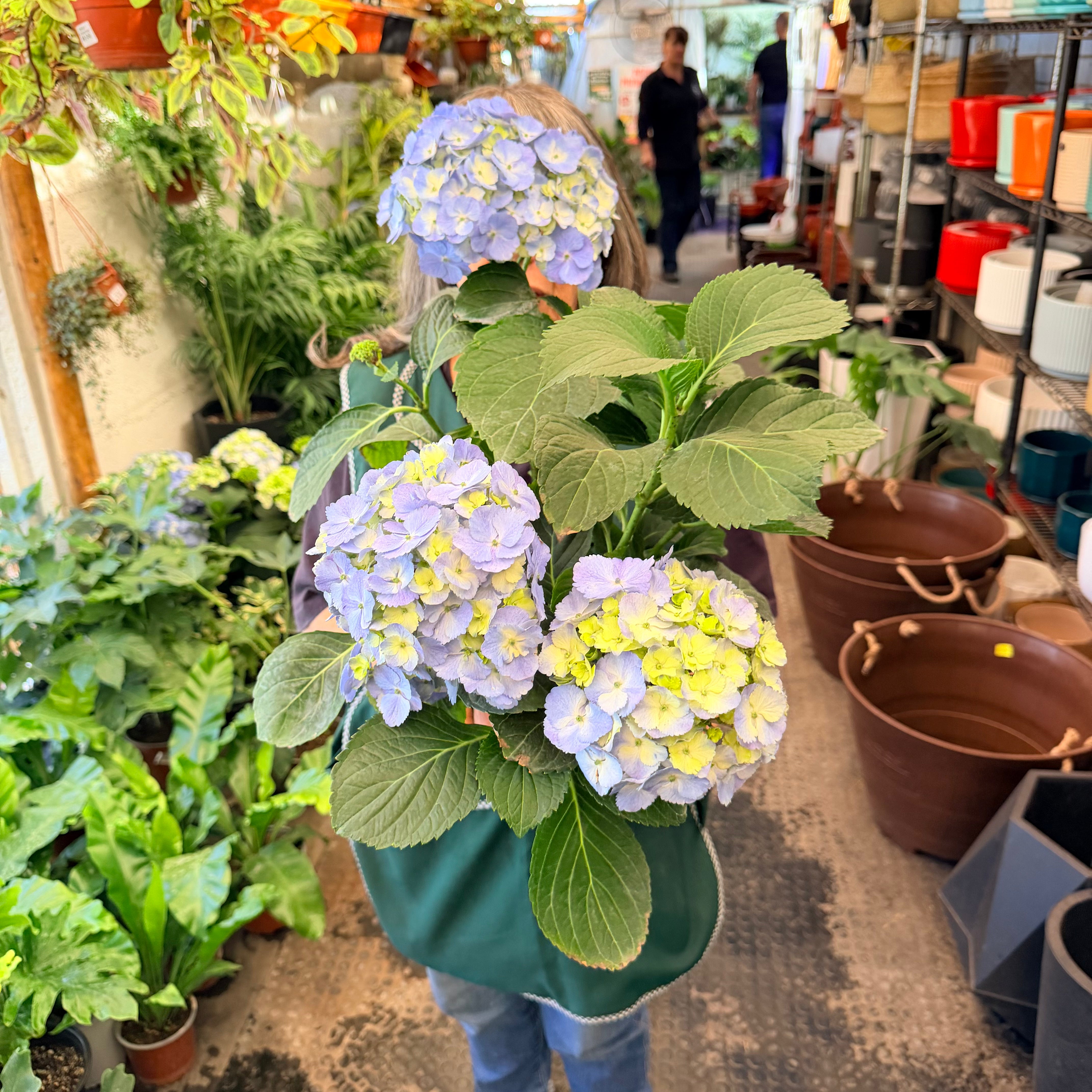 Vivero Mis Tesoros C Gloria