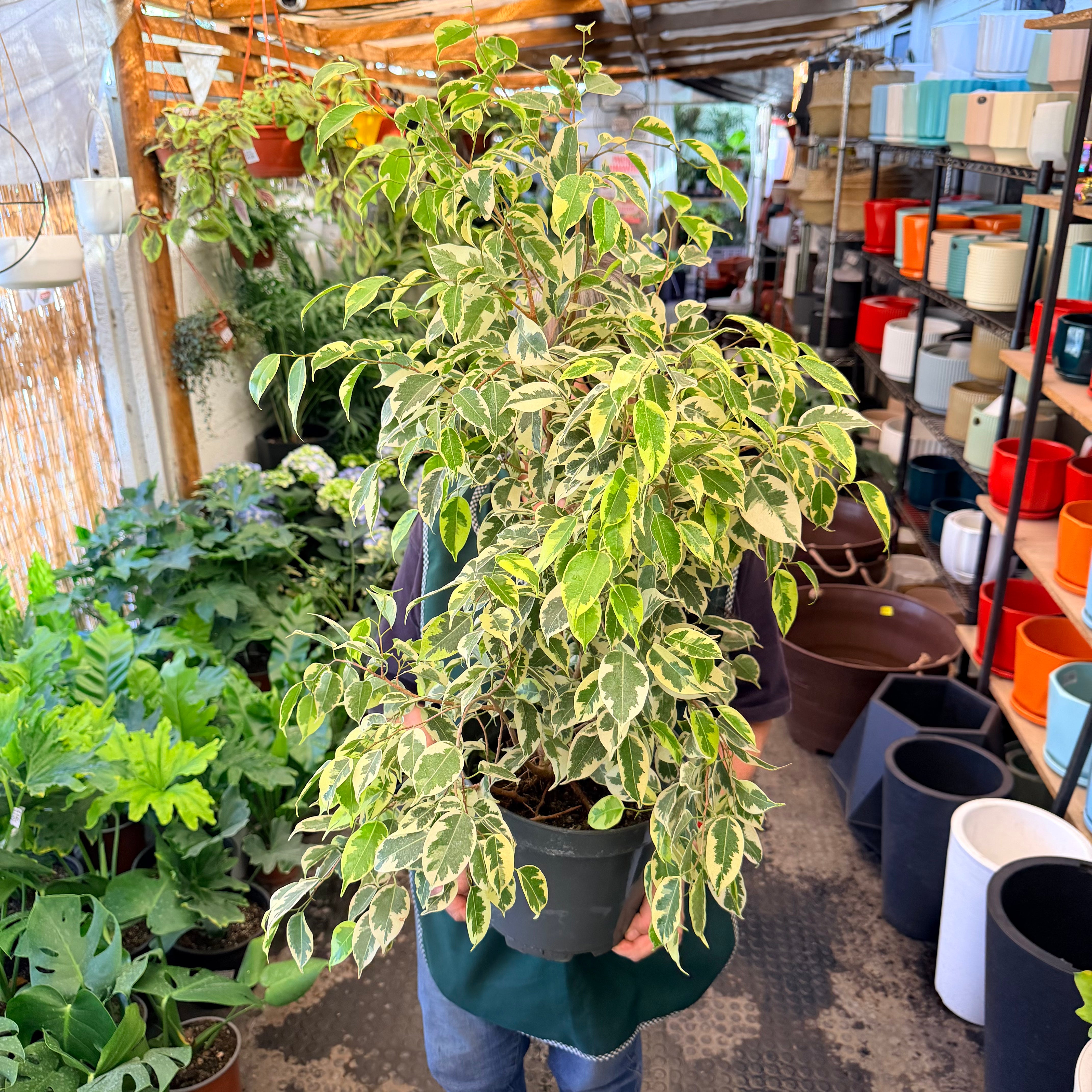 Ficus Variegado MM