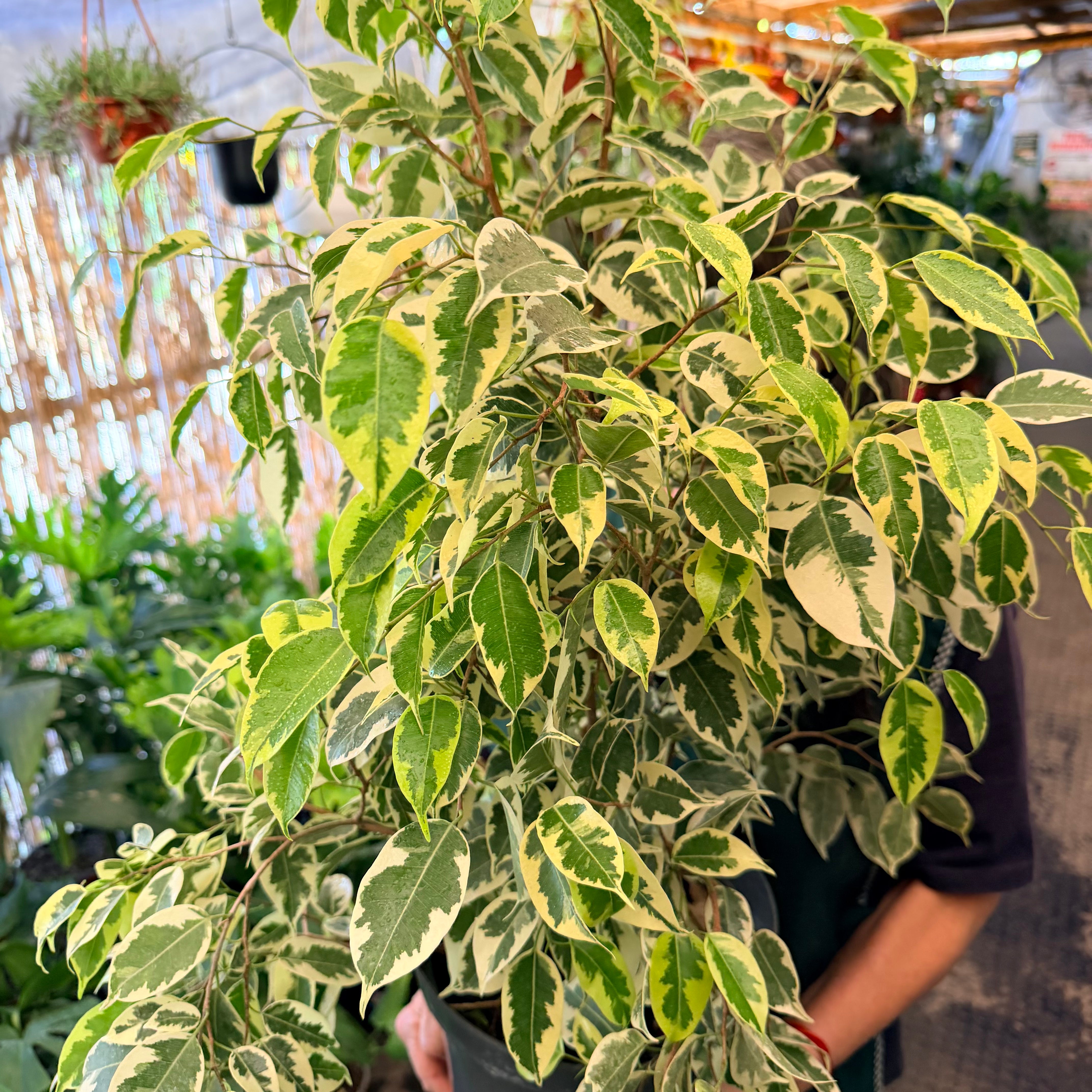 Vivero Mis Tesoros C Gloria