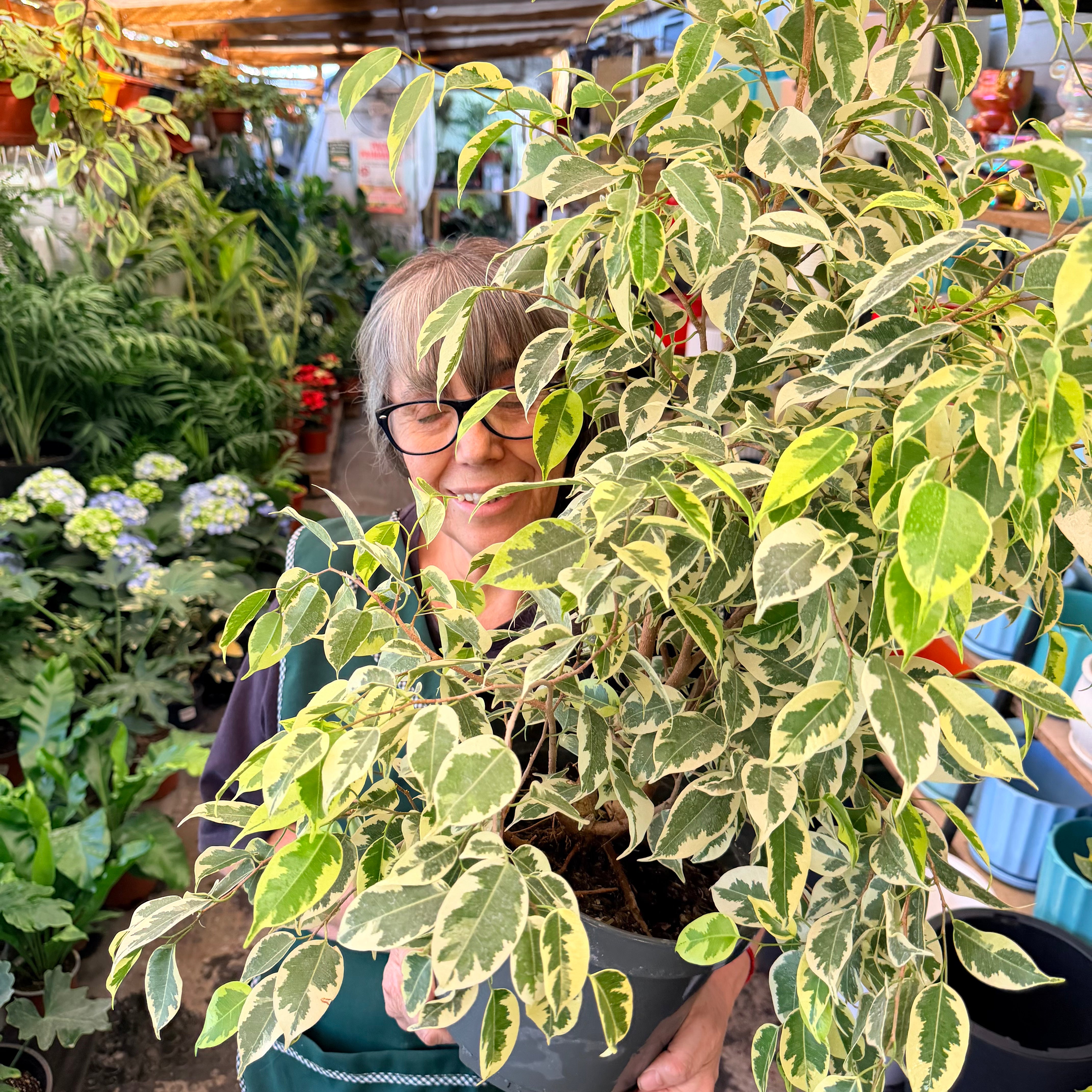 Vivero Mis Tesoros C Gloria