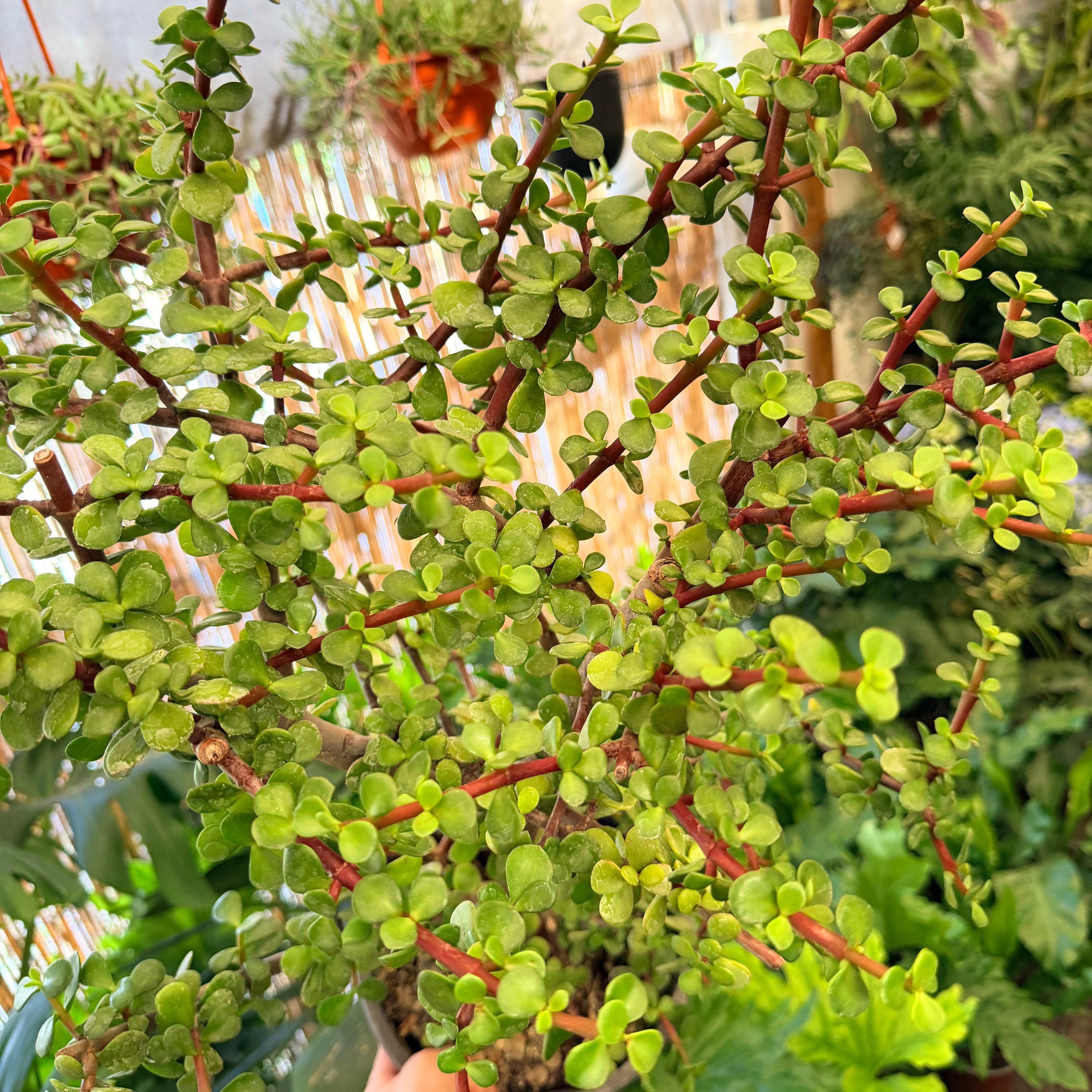 Portulaca Afra - Jade Palo Negro/chino LL