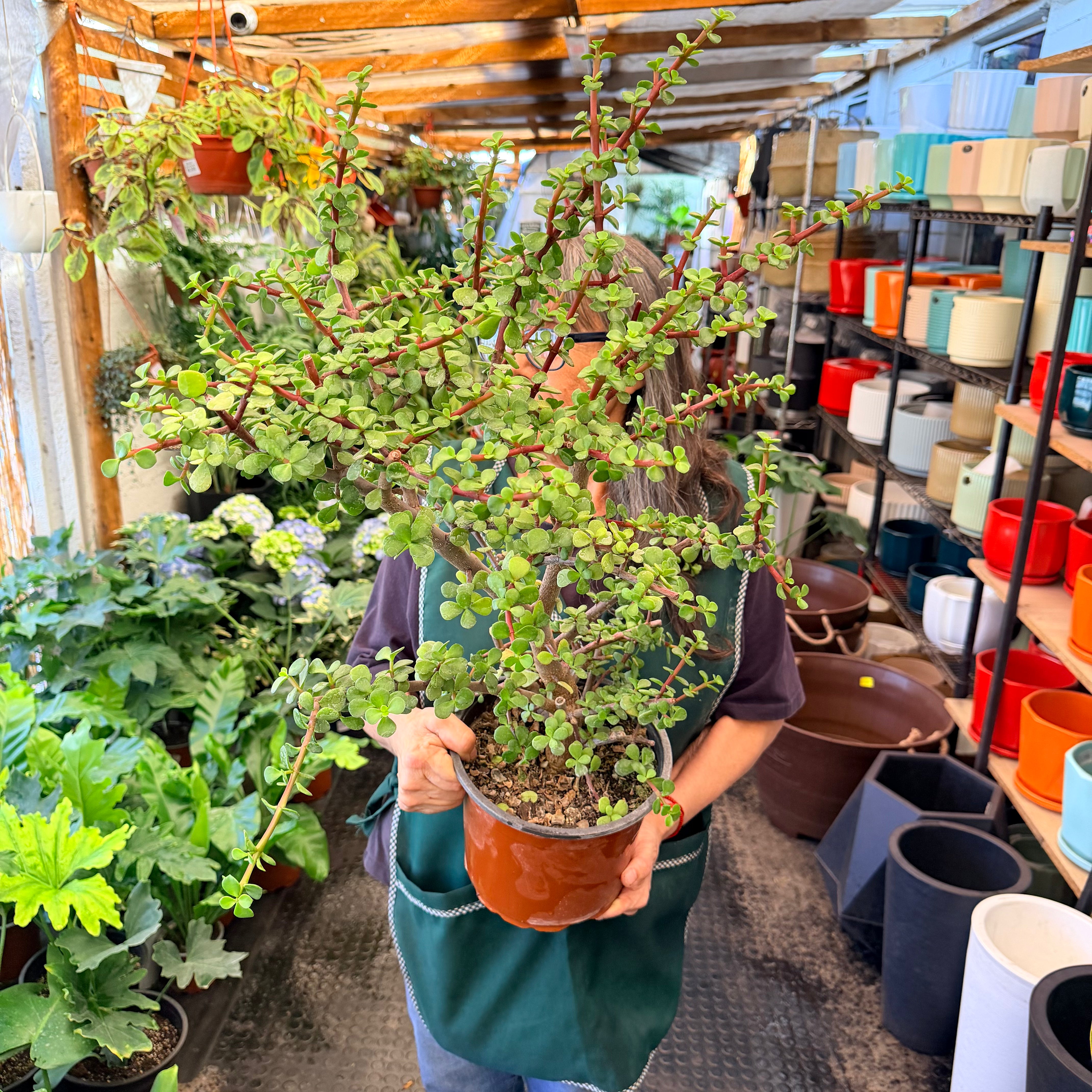 Vivero Mis Tesoros C Gloria