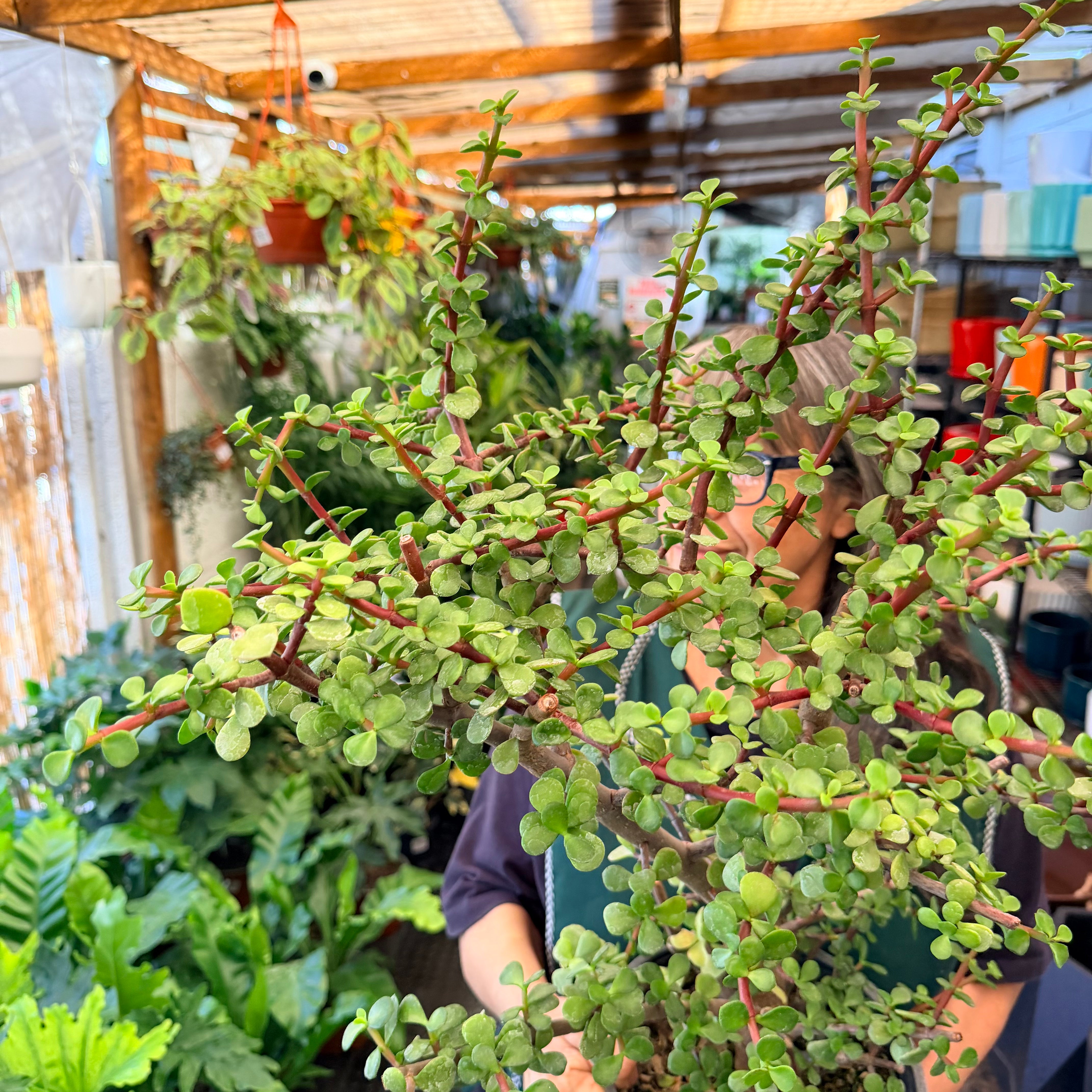 Vivero Mis Tesoros C Gloria