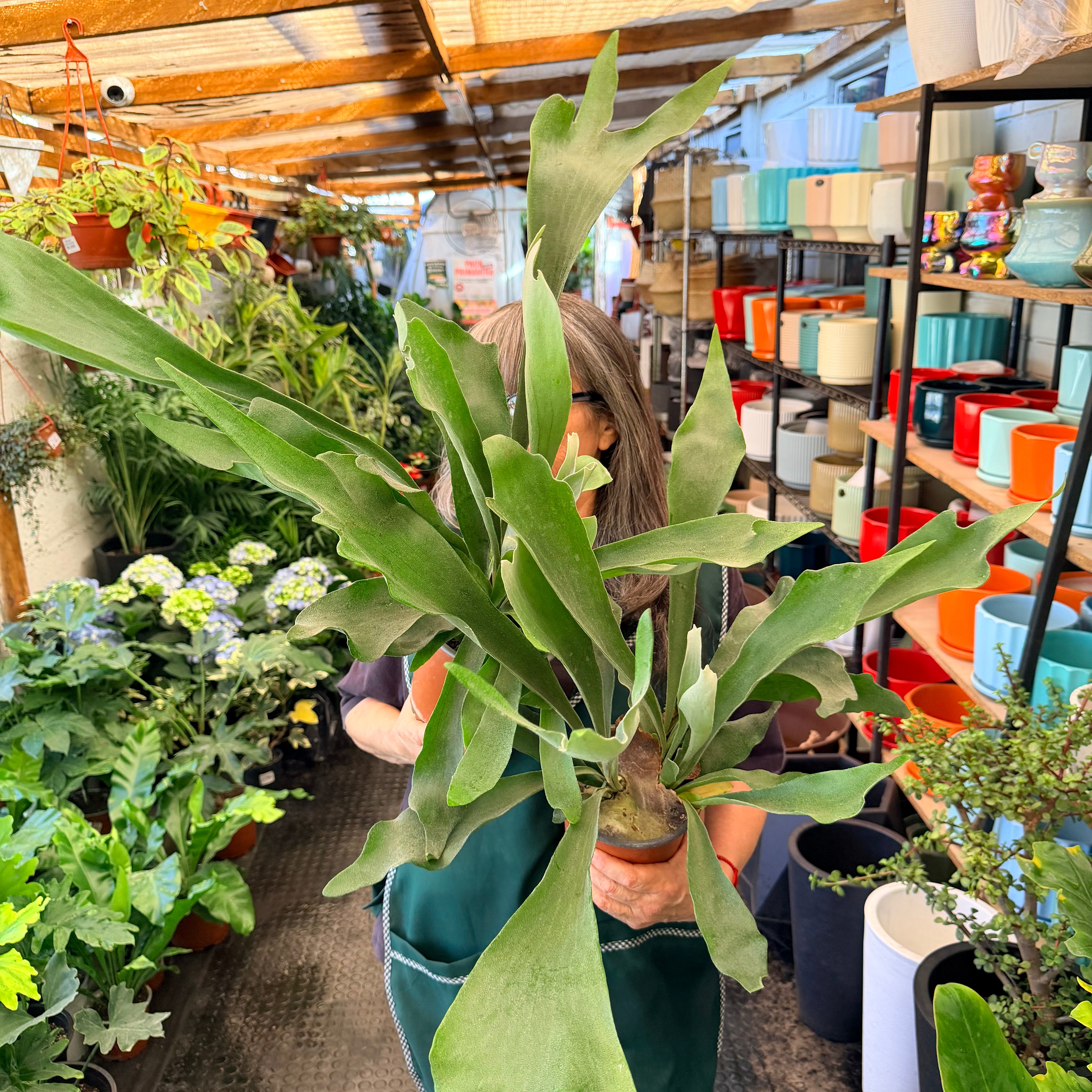 Vivero Mis Tesoros C Gloria