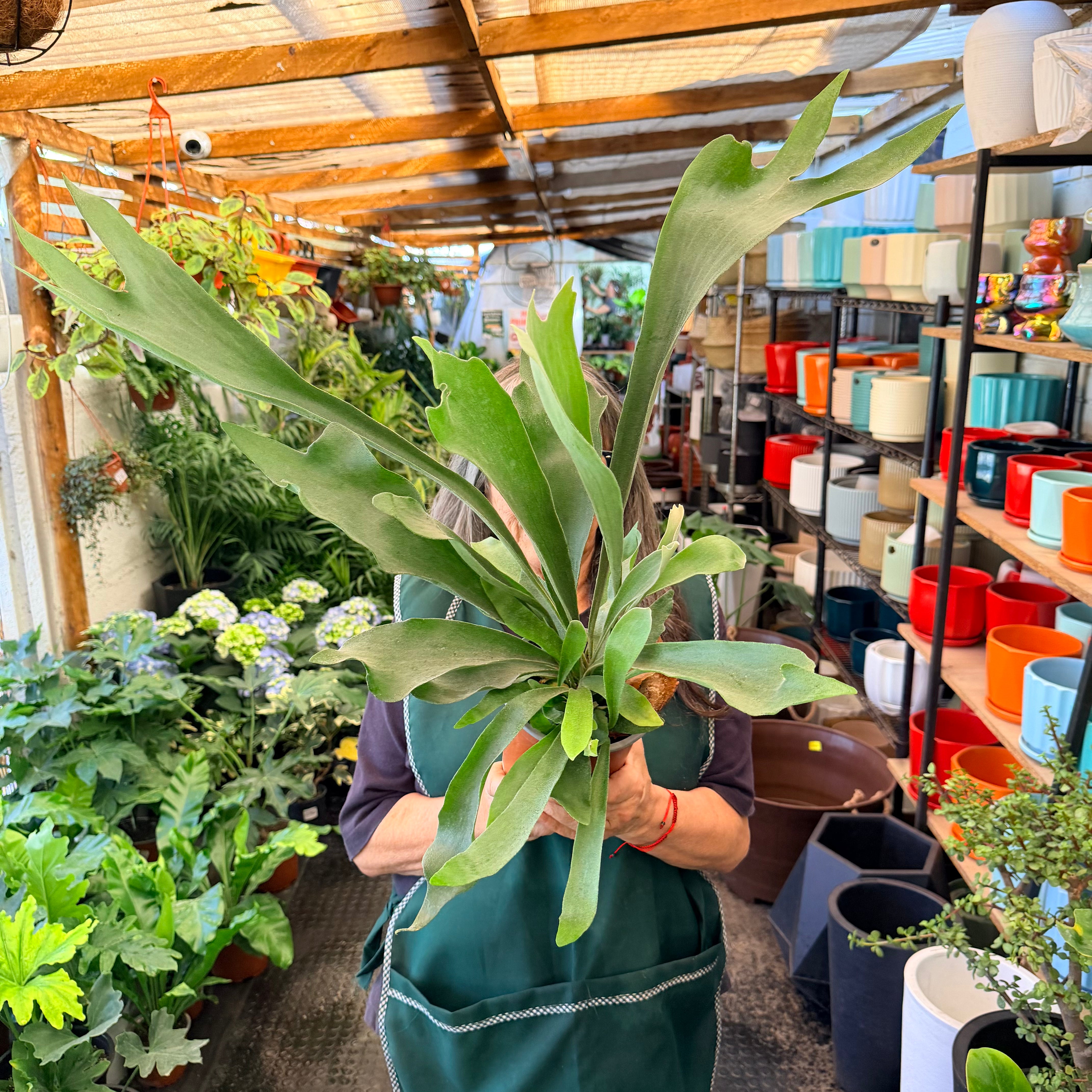 Vivero Mis Tesoros C Gloria