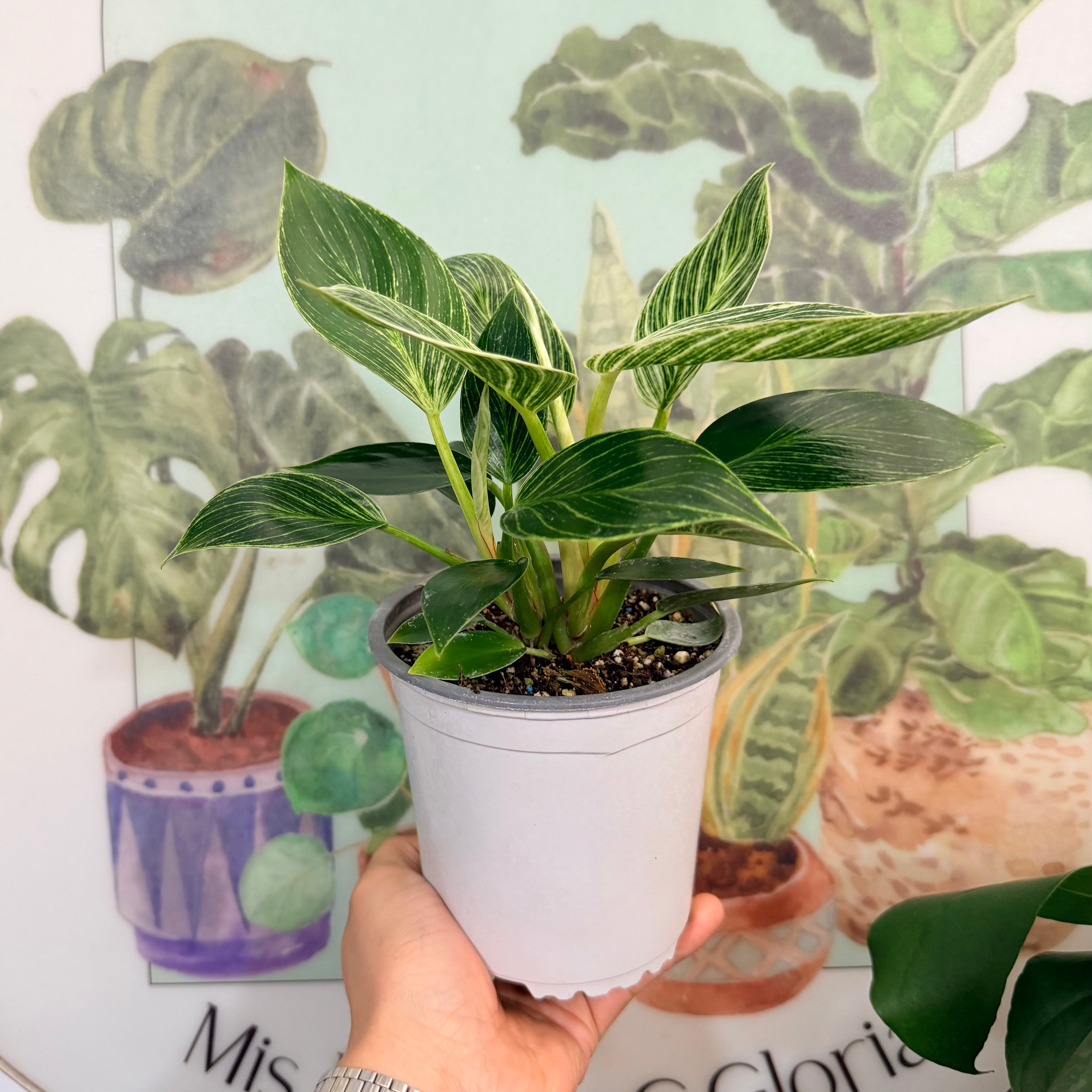 Vivero Mis Tesoros C Gloria