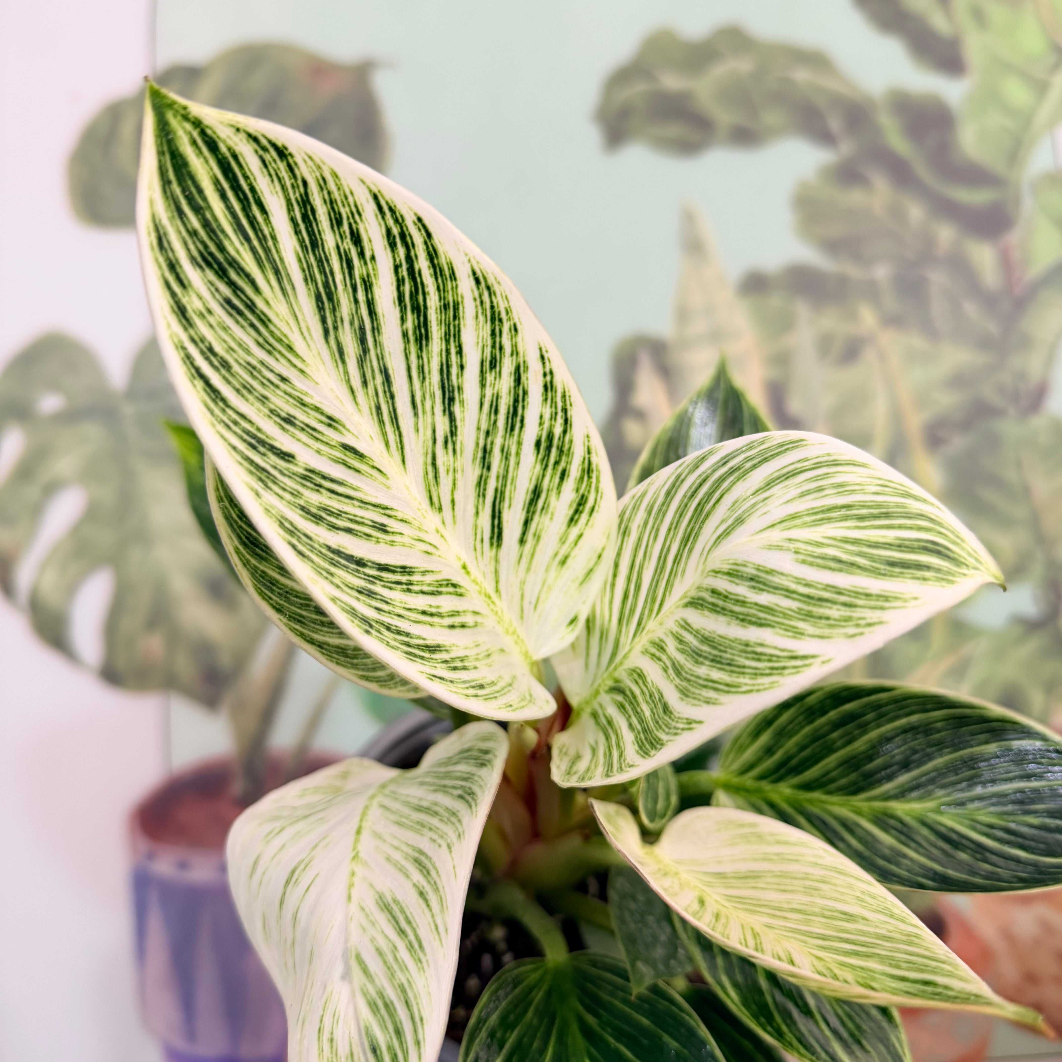 Vivero Mis Tesoros C Gloria