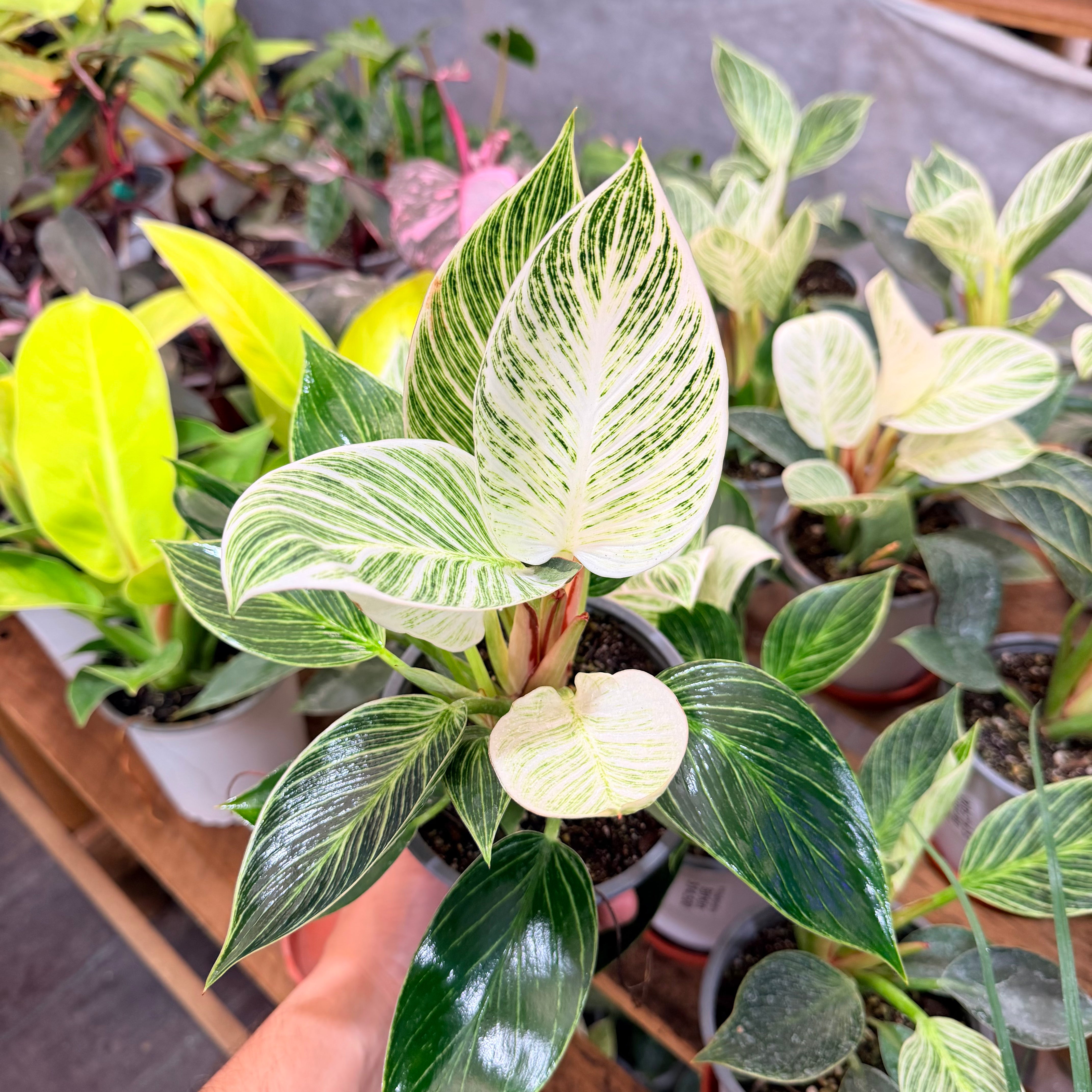 Vivero Mis Tesoros C Gloria