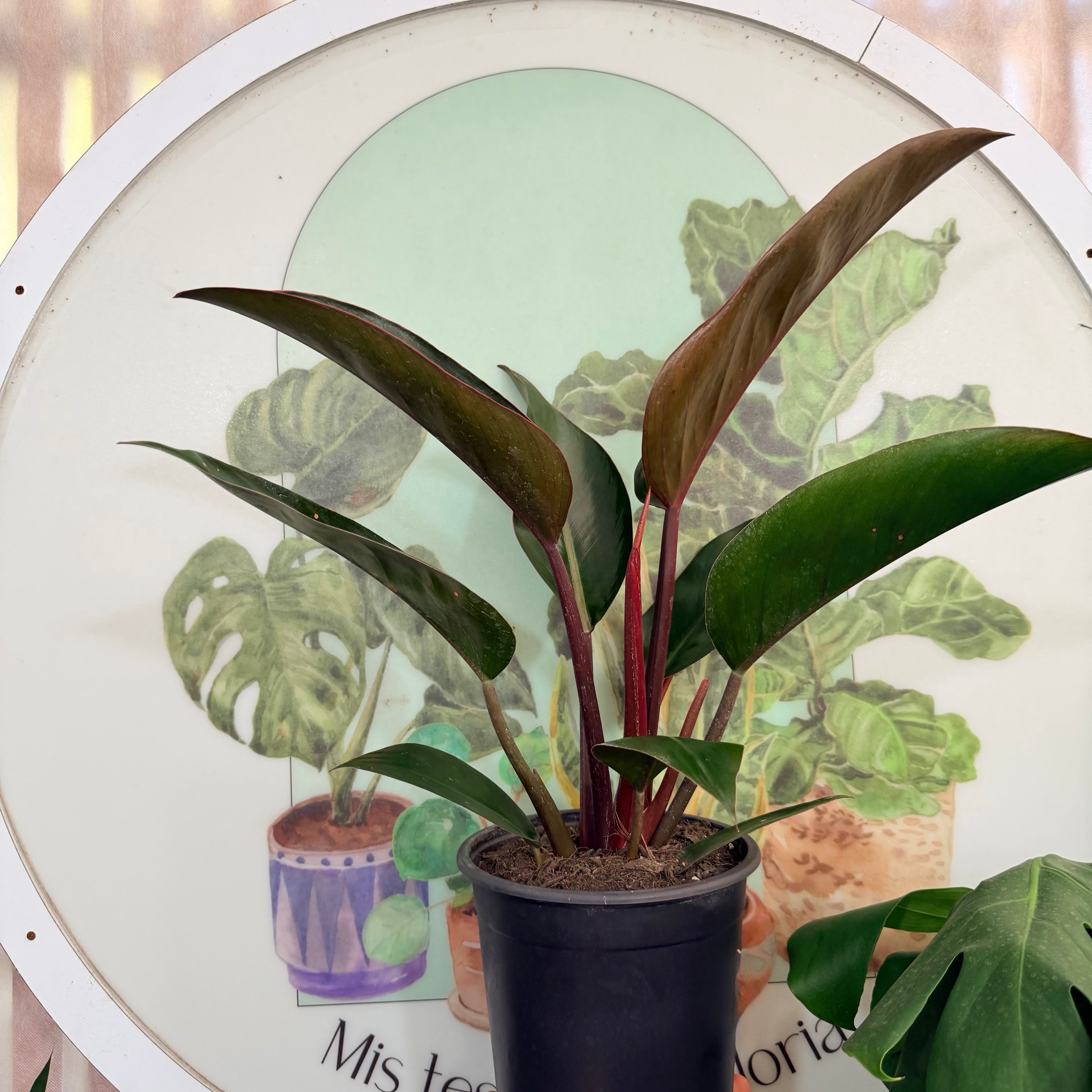 Filodendro Congo Rojo MM