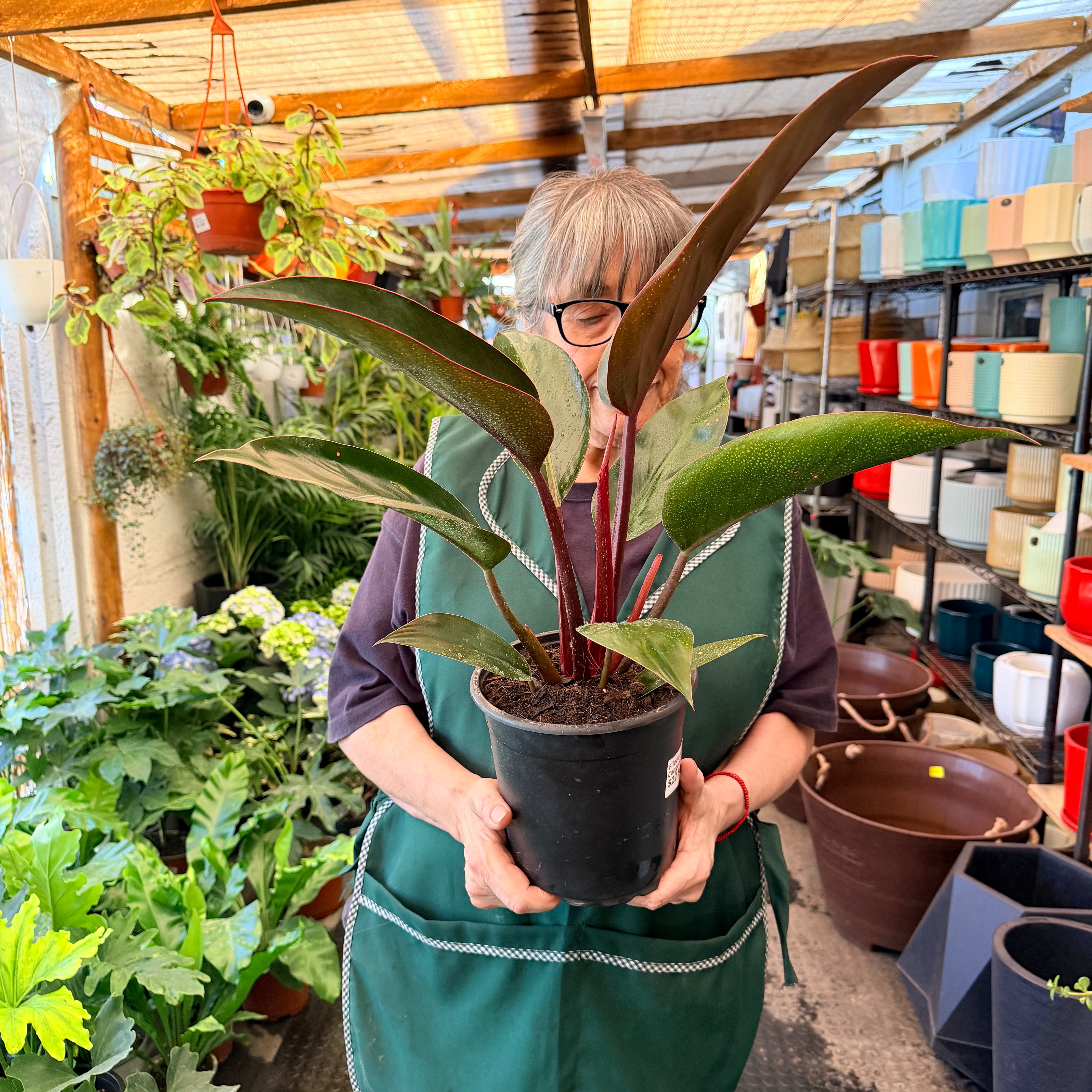 Vivero Mis Tesoros C Gloria