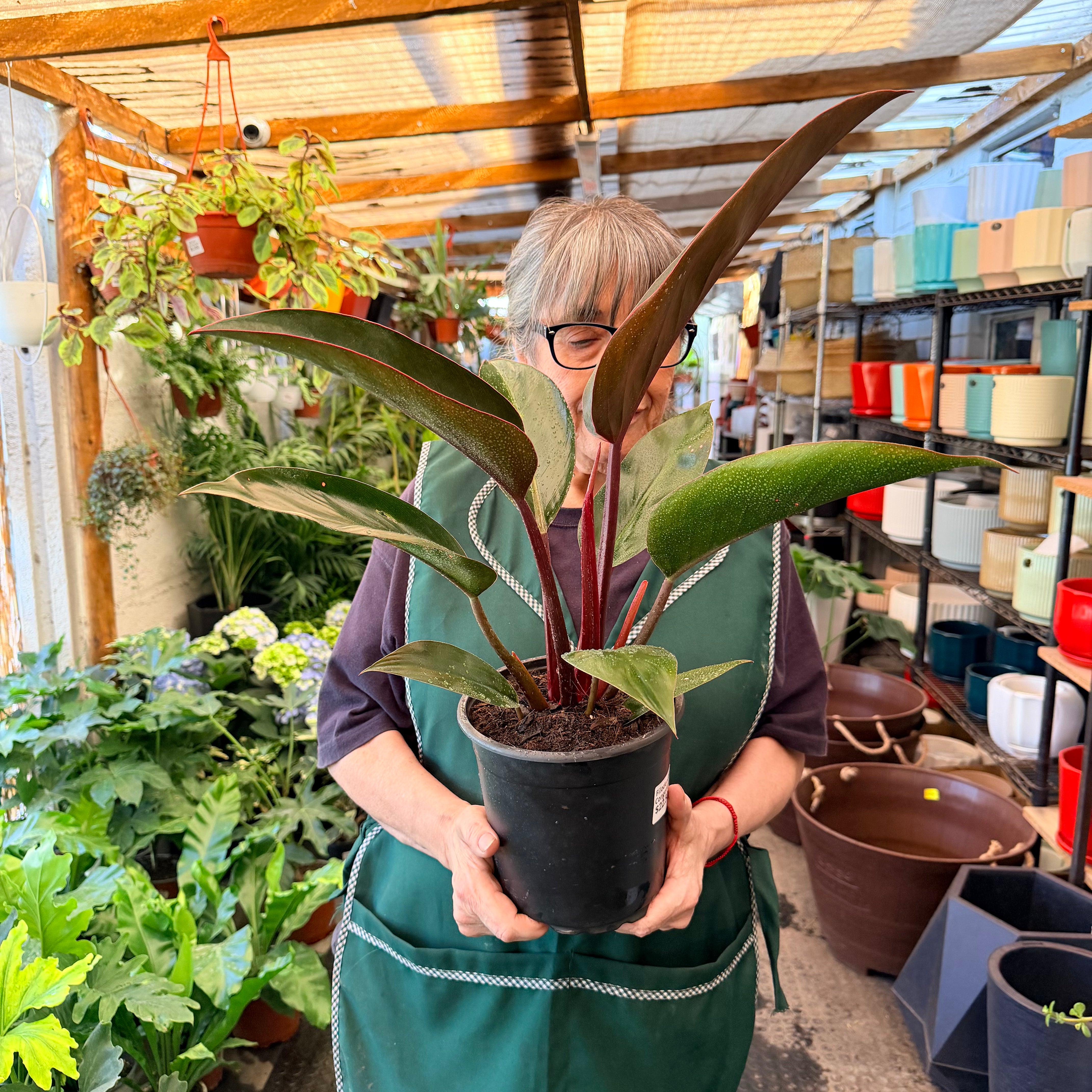 Vivero Mis Tesoros C Gloria