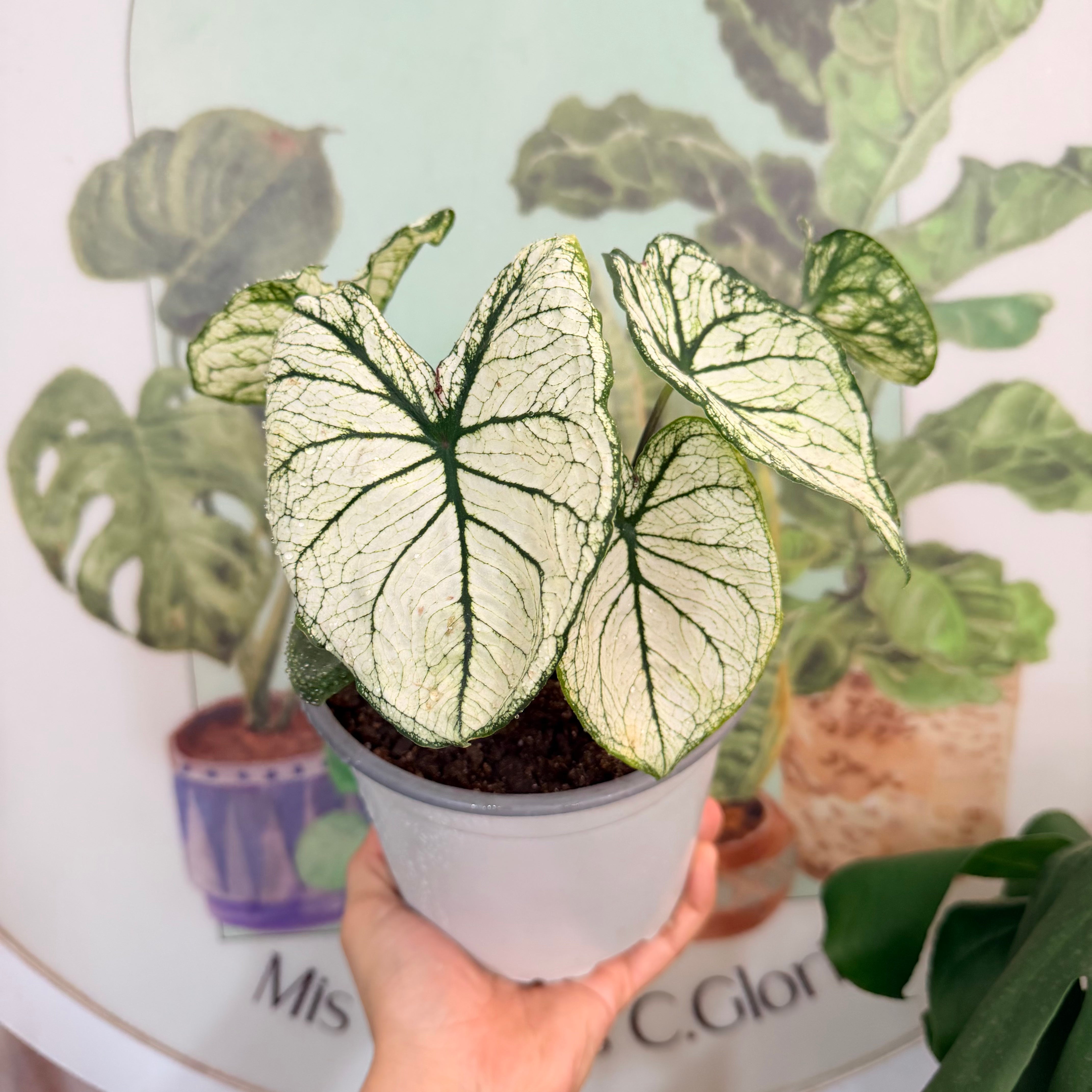 Vivero Mis Tesoros C Gloria