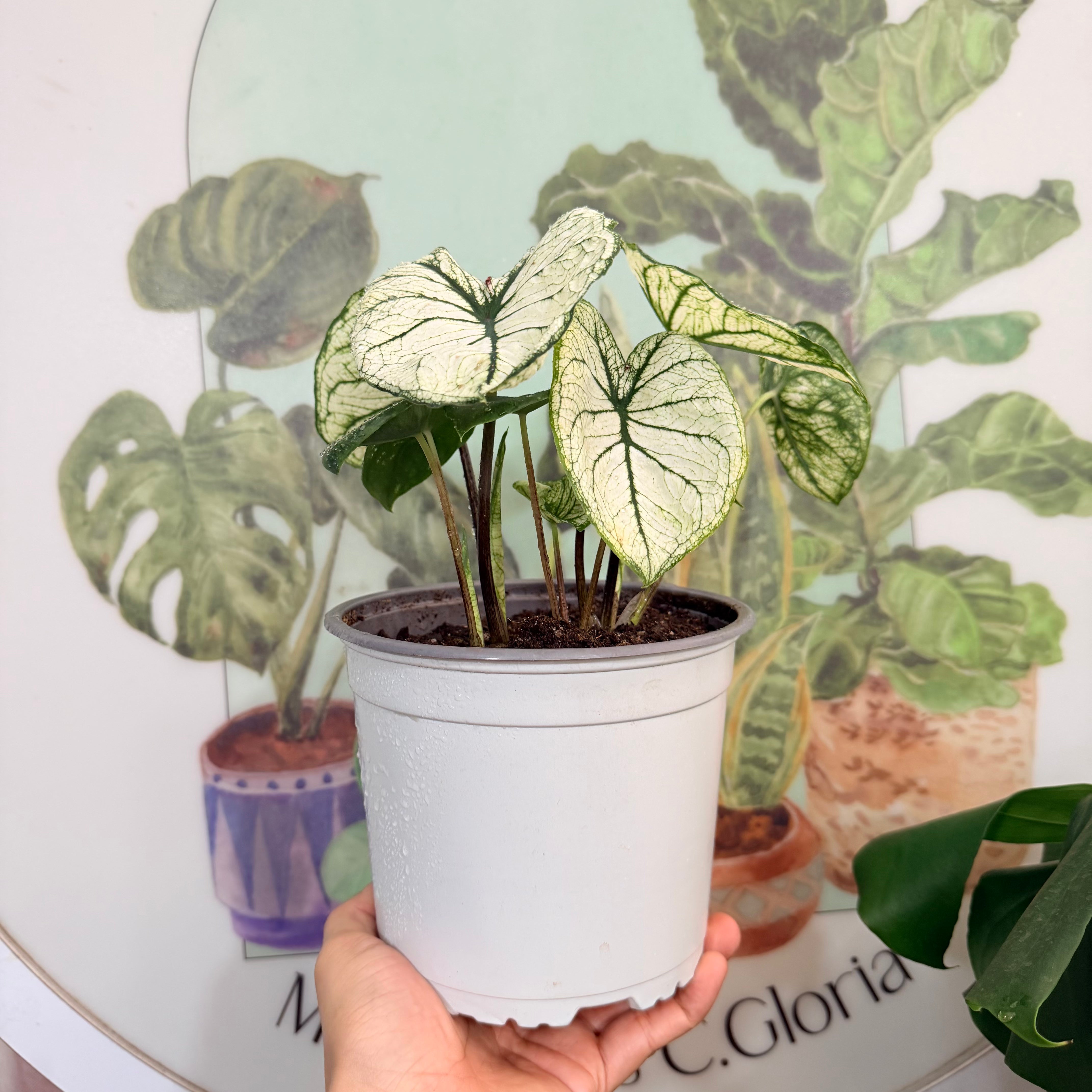 Caladium White Ice