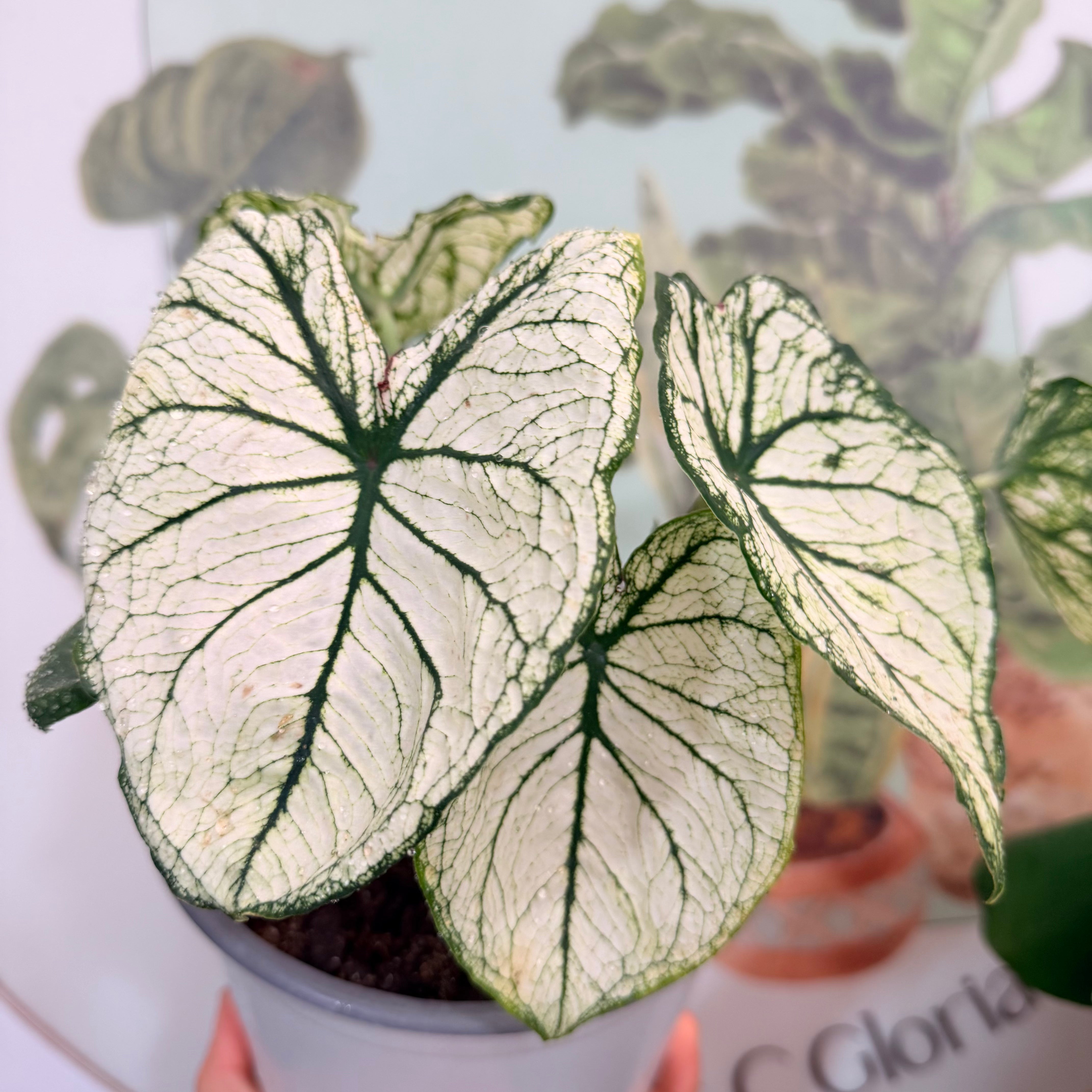 Vivero Mis Tesoros C Gloria