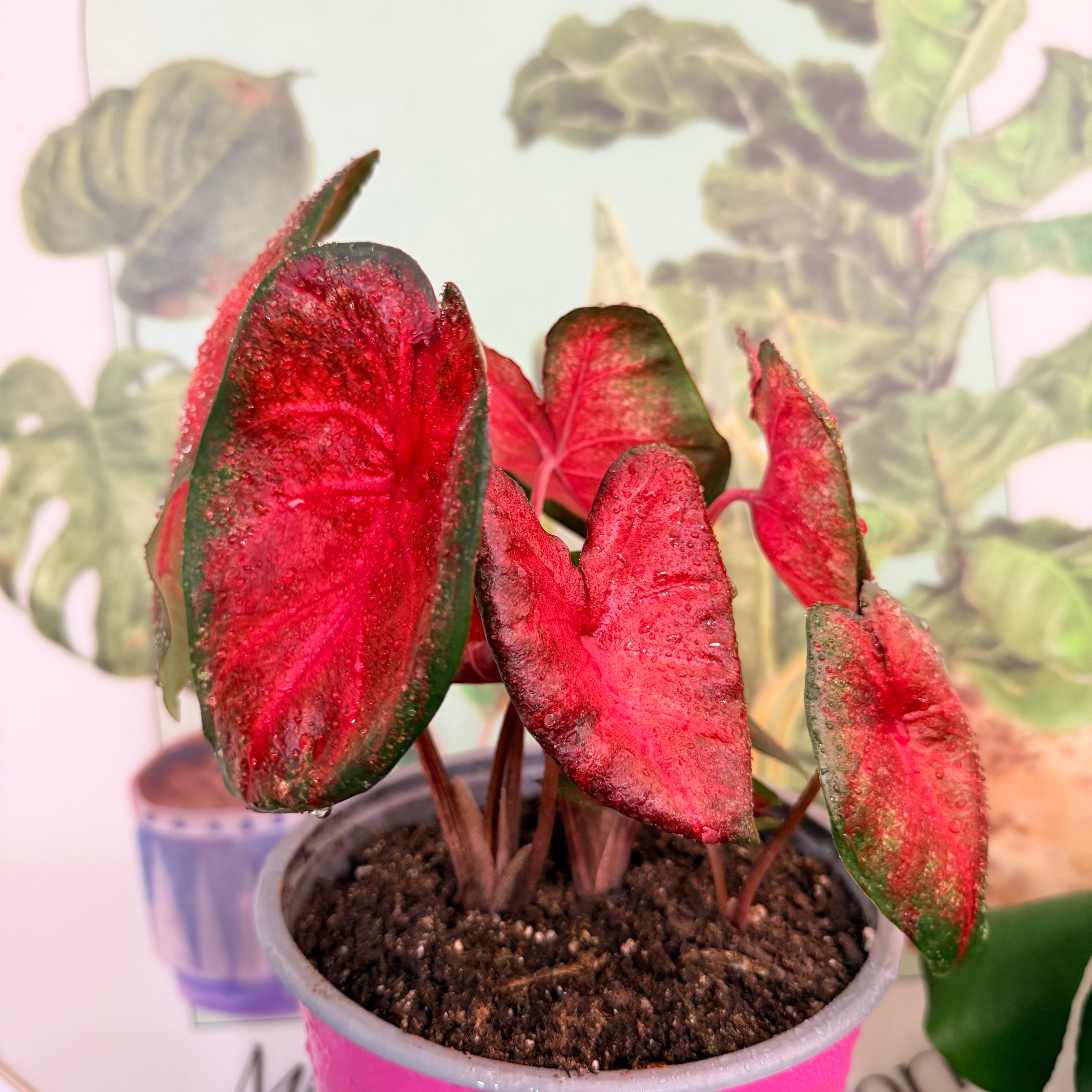 Caladium Red Flame
