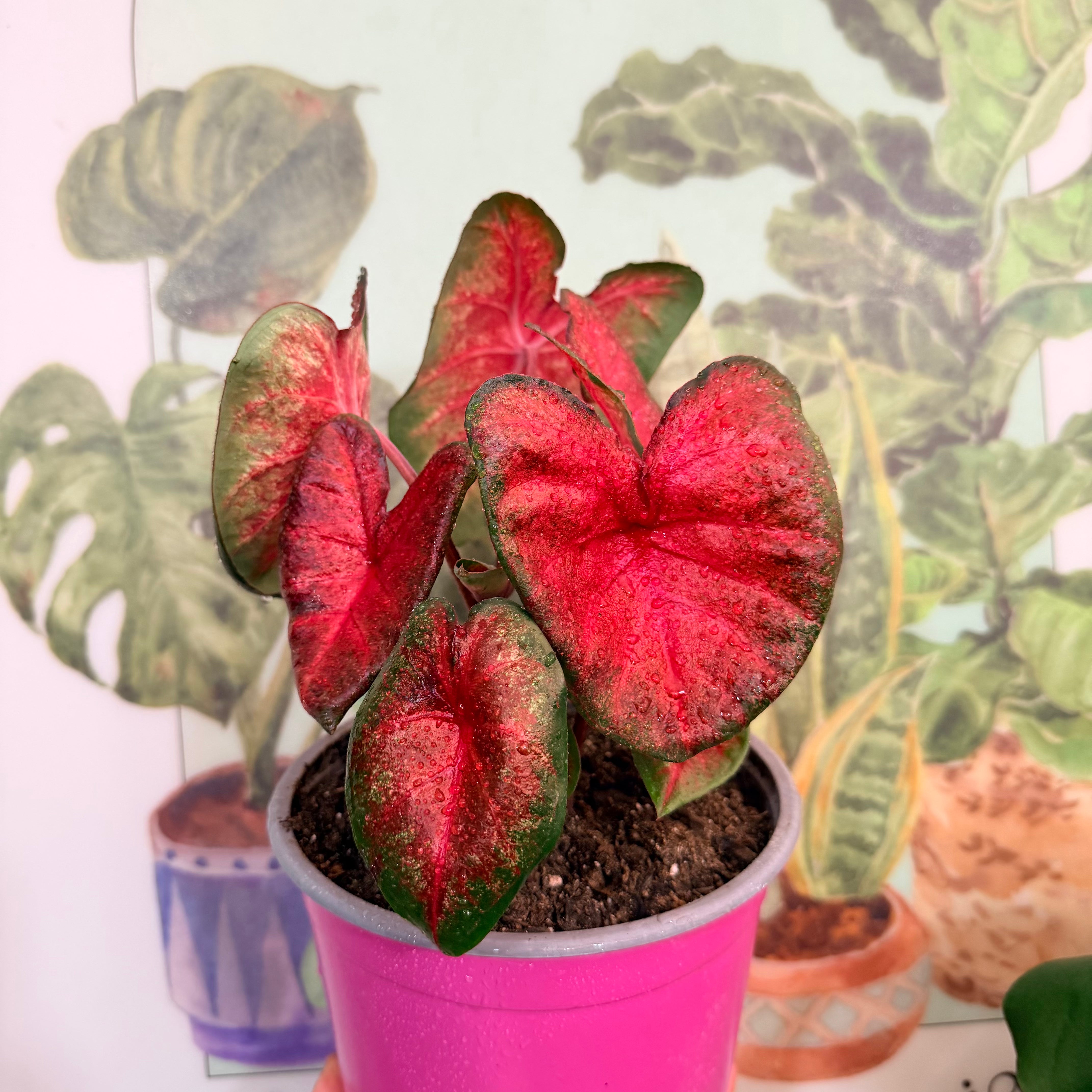 Vivero Mis Tesoros C Gloria