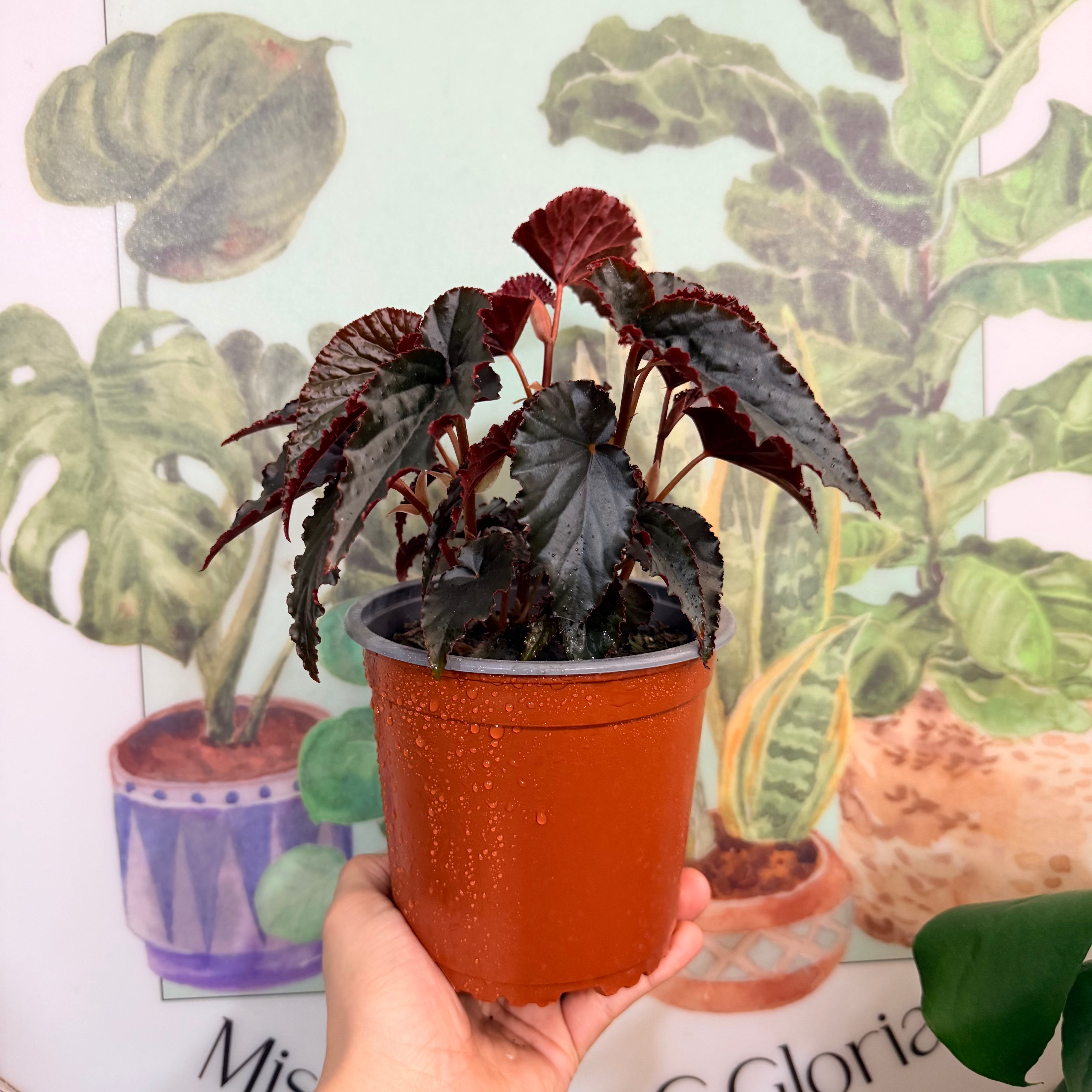 Begonia Red Magic