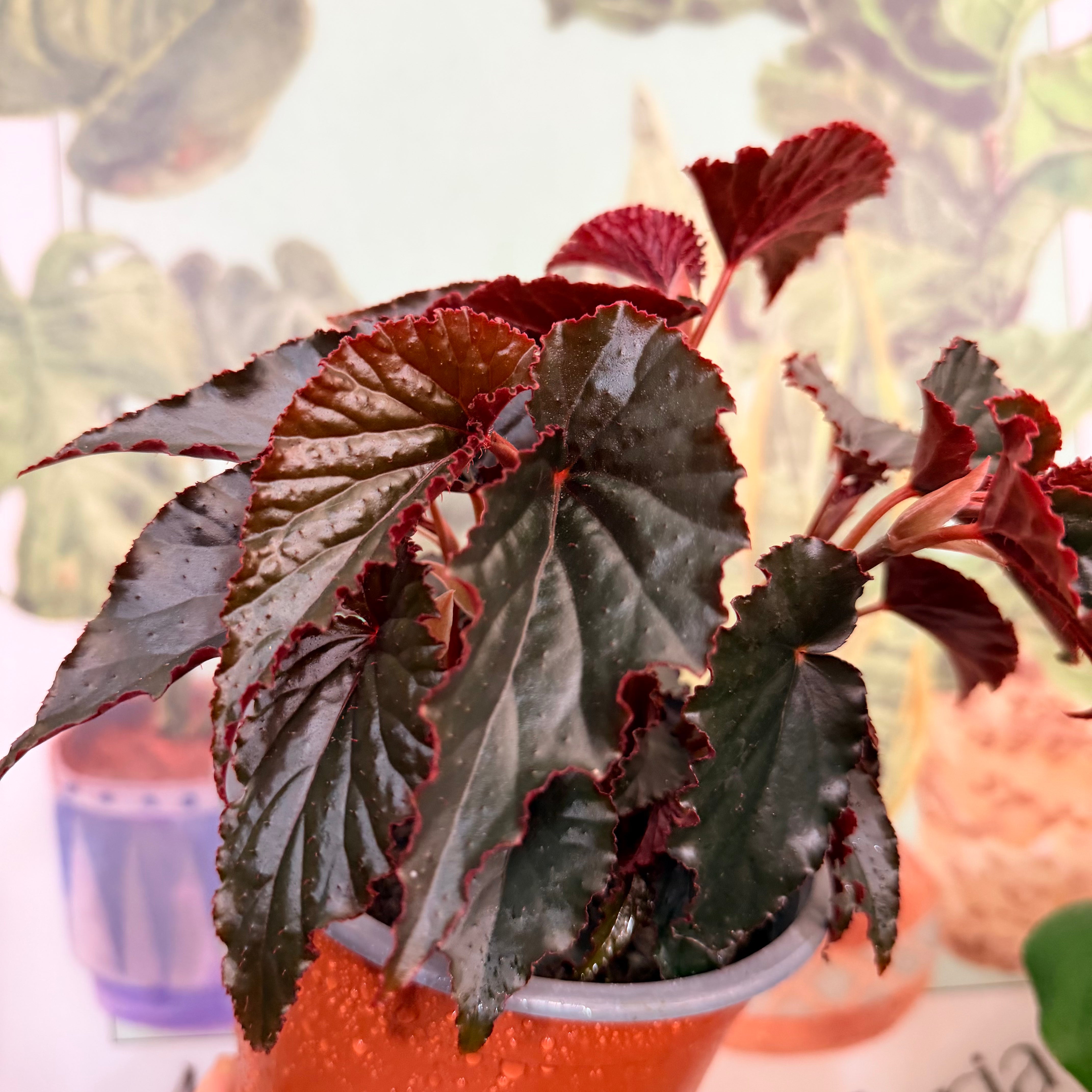 Vivero Mis Tesoros C Gloria