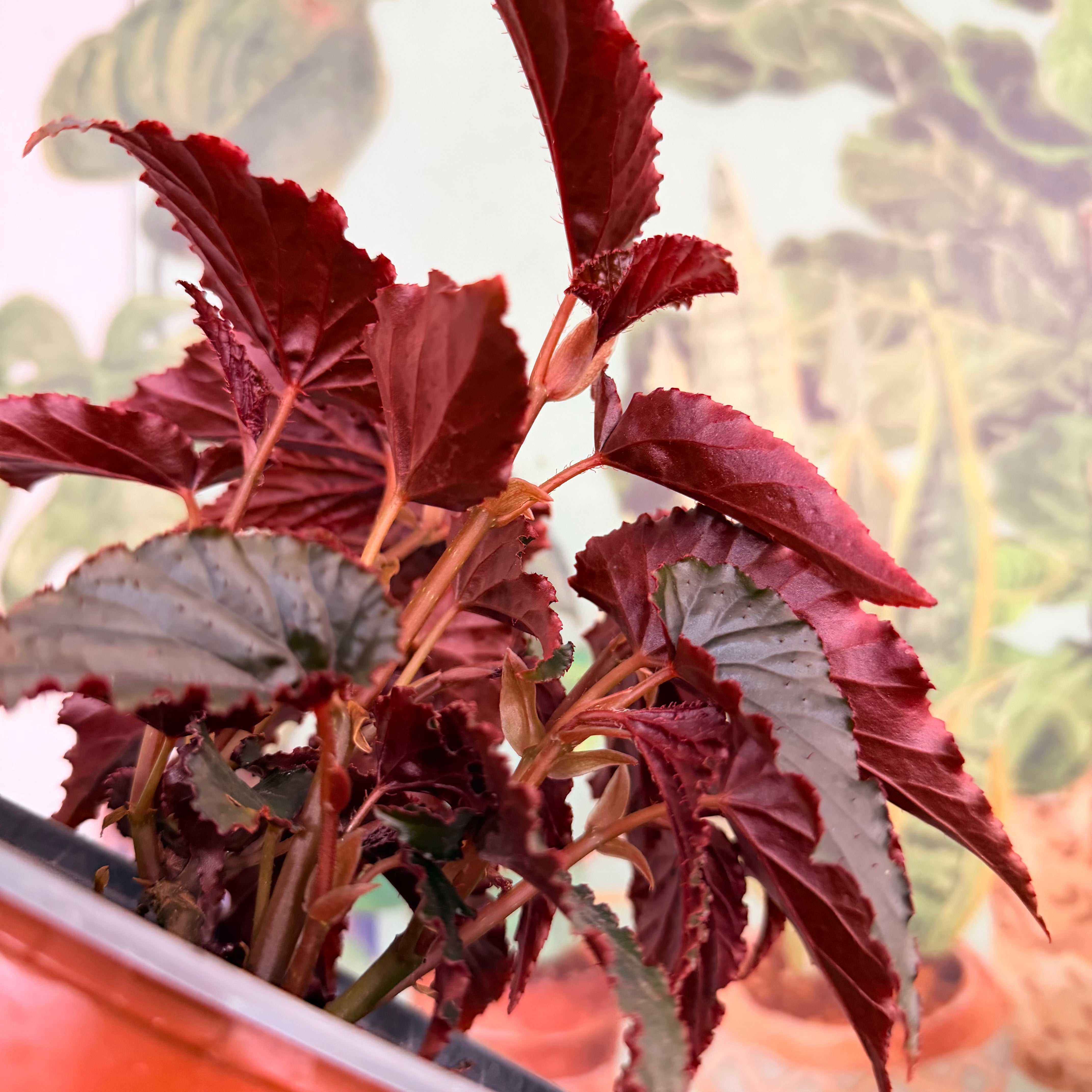 Vivero Mis Tesoros C Gloria