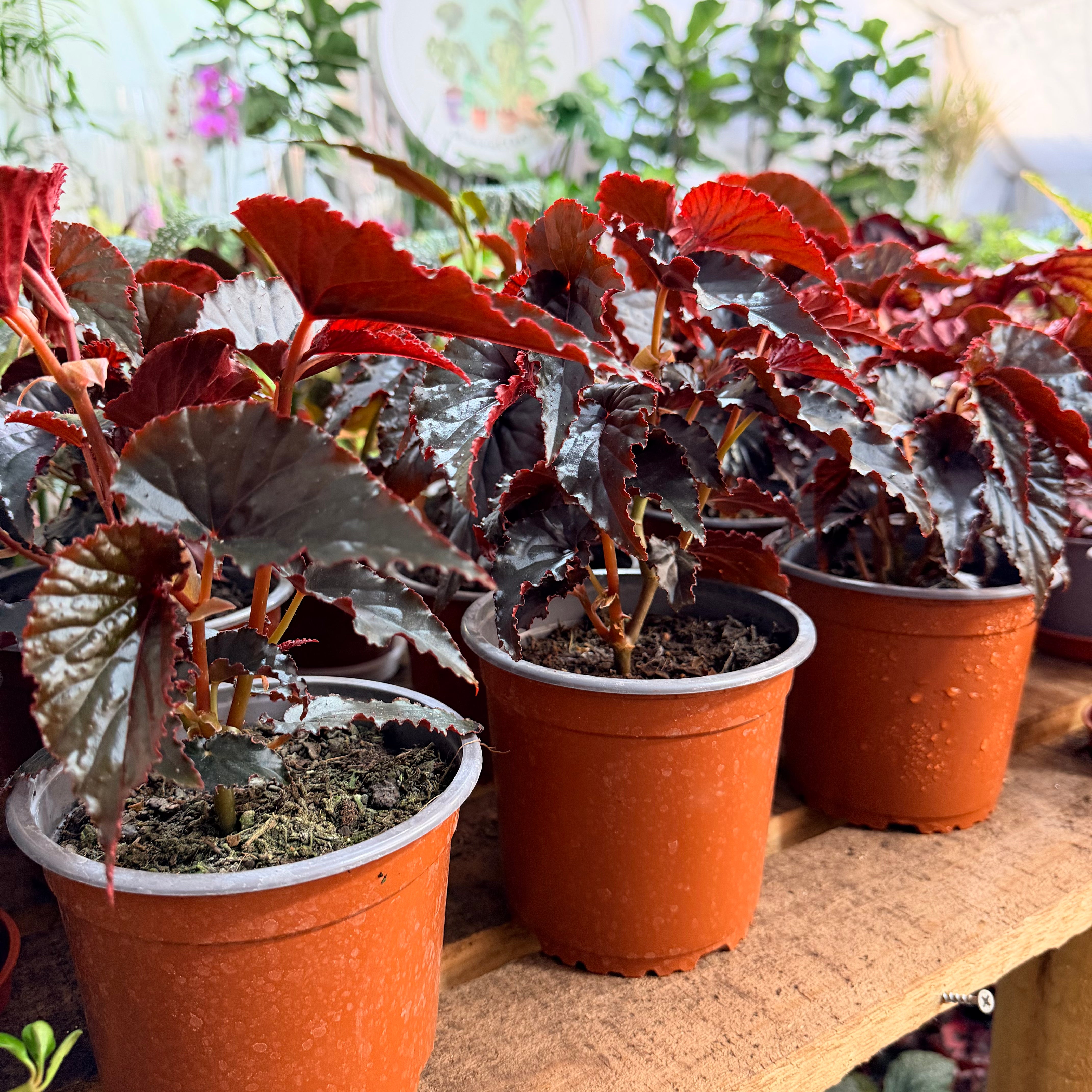 Vivero Mis Tesoros C Gloria