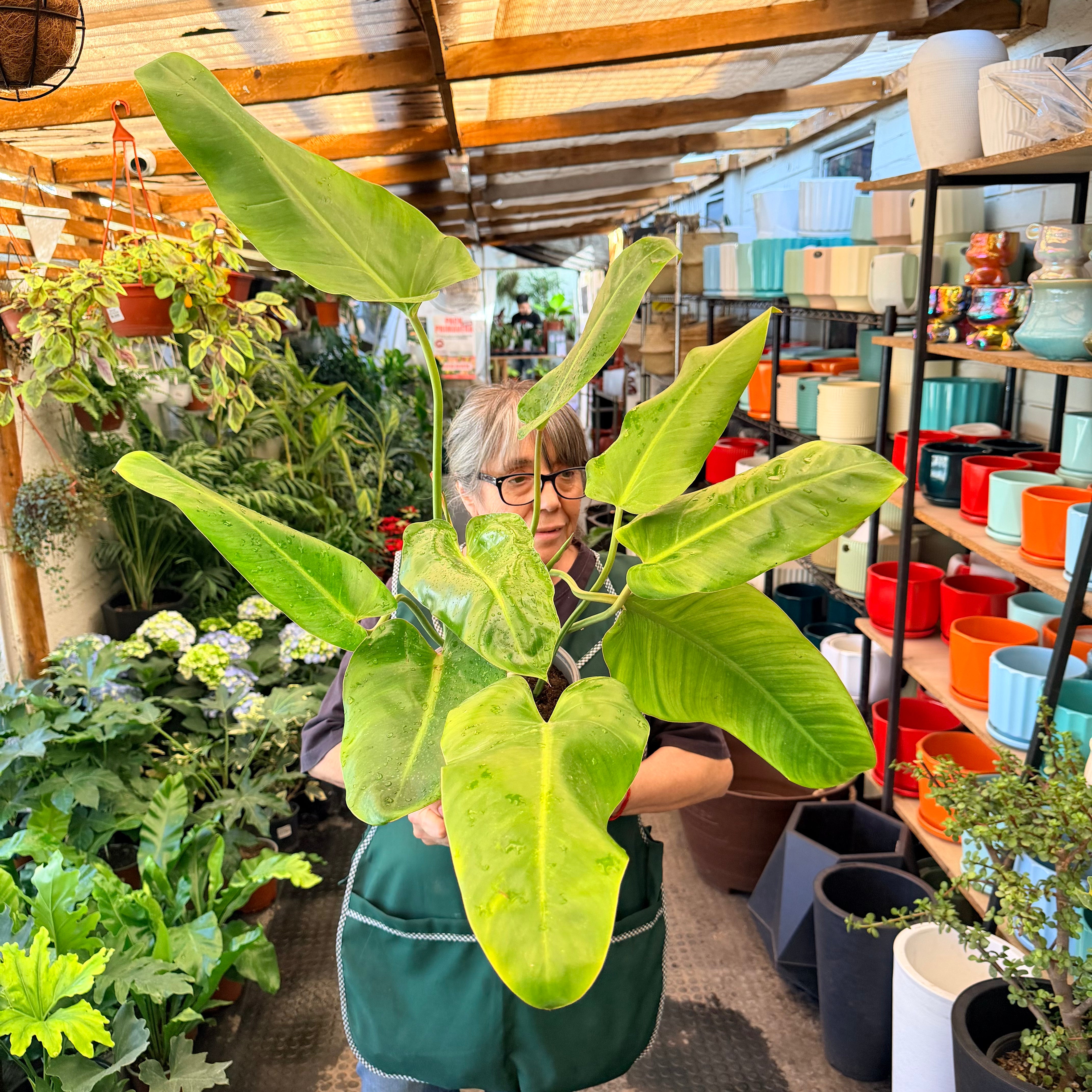 Vivero Mis Tesoros C Gloria