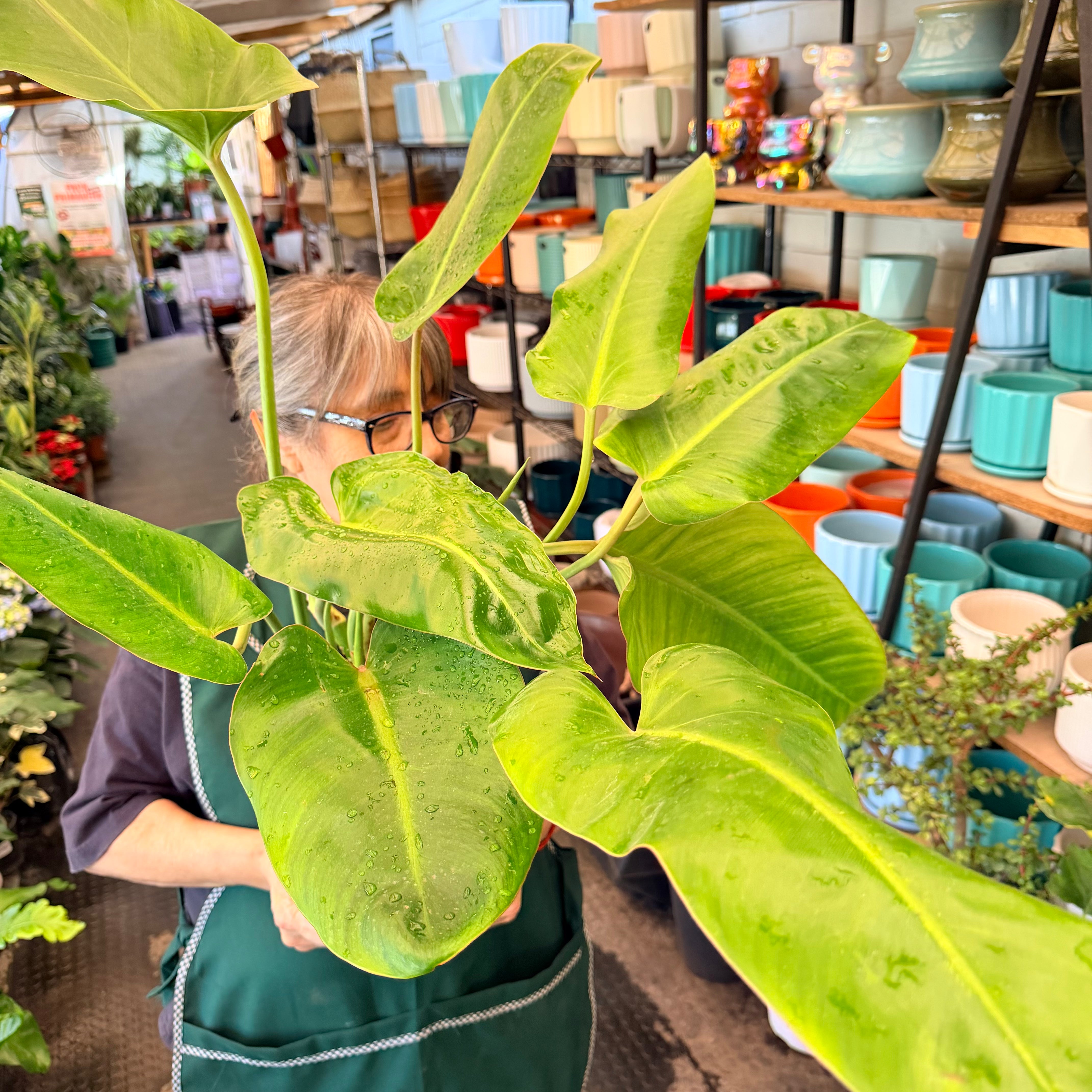 Longifolio - Filodendro